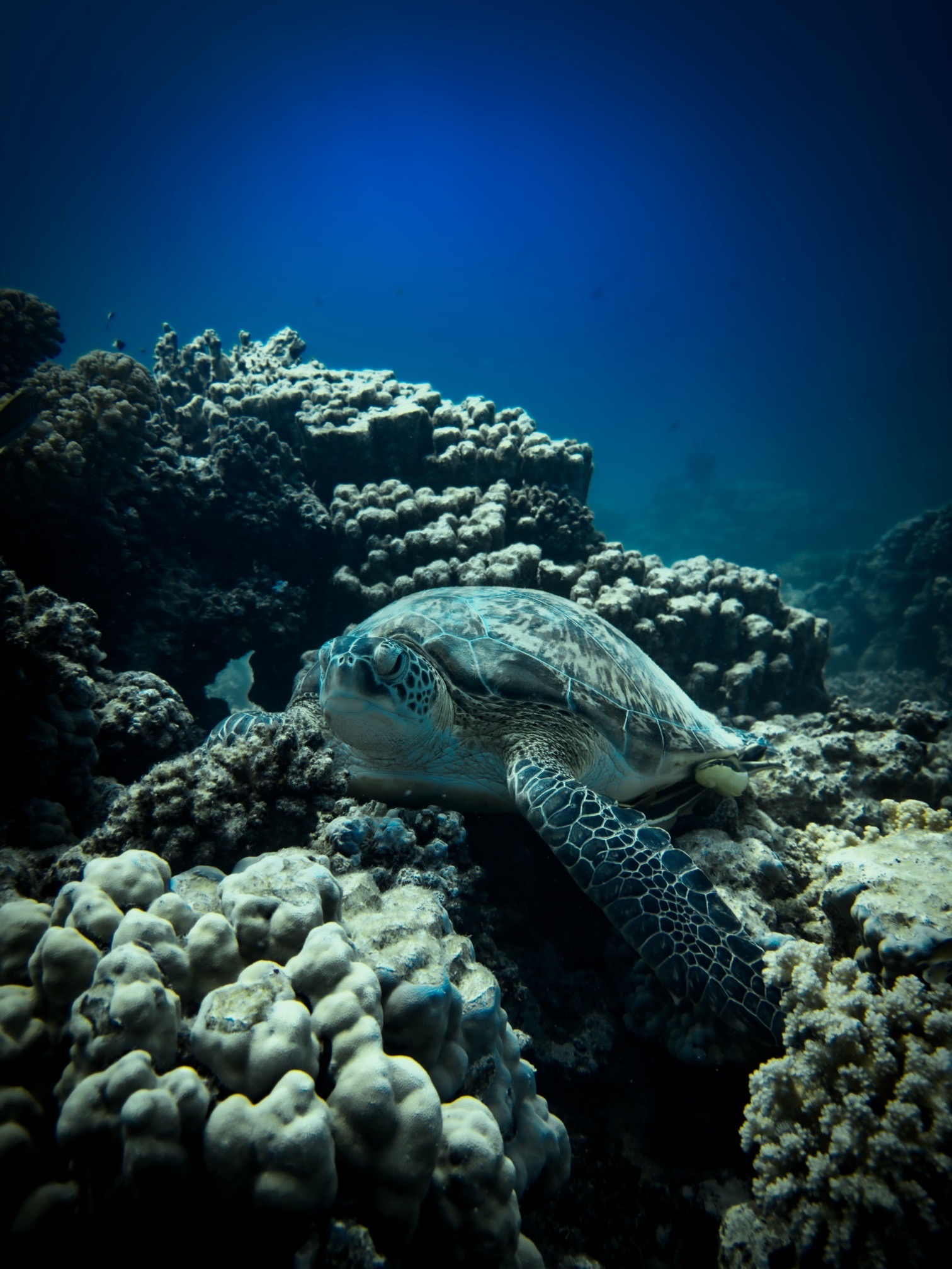 Gorgonia House Reef — dive photo by Daniele Ratti