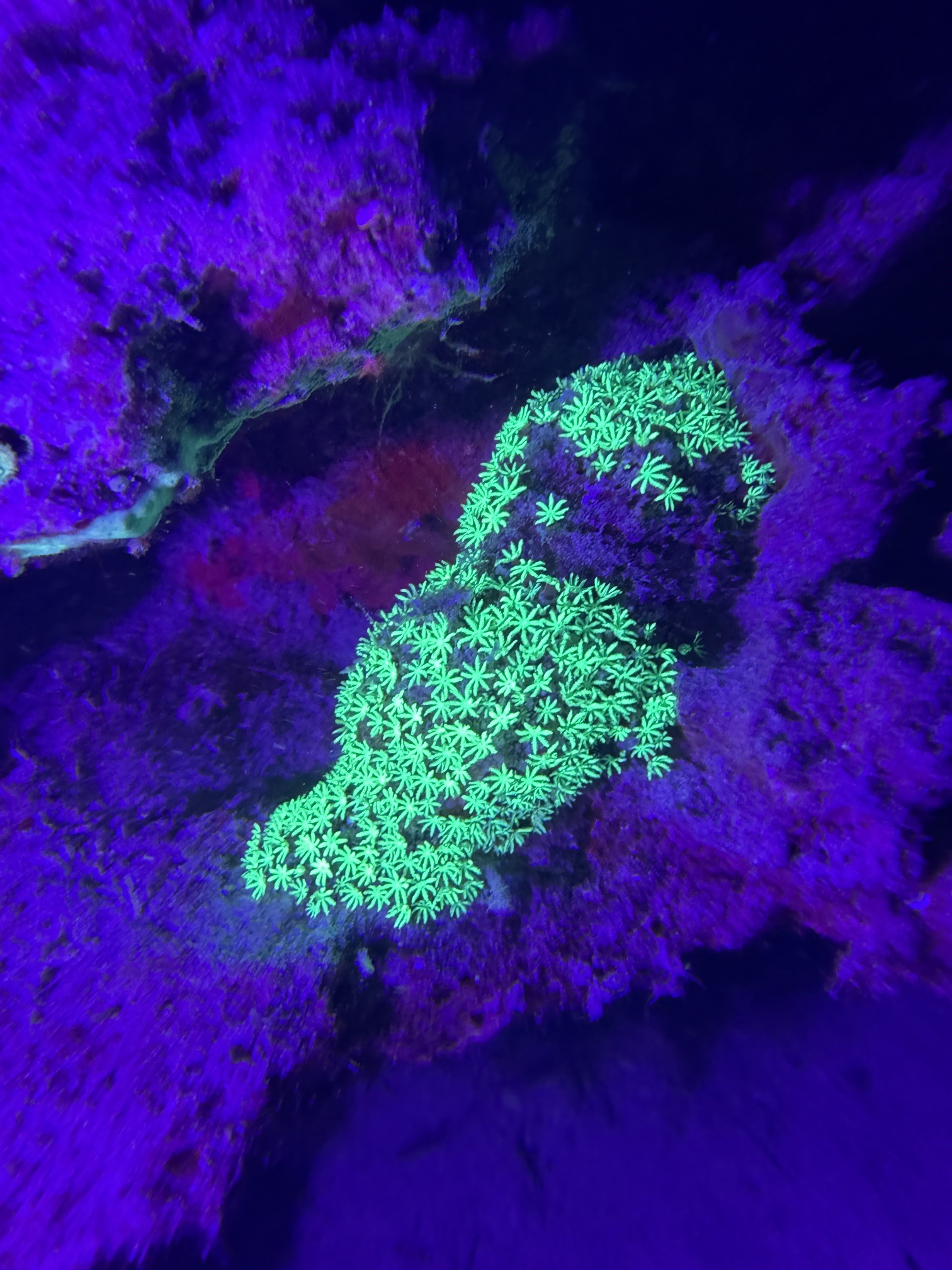 Marsa Shagra House Reef — dive photo