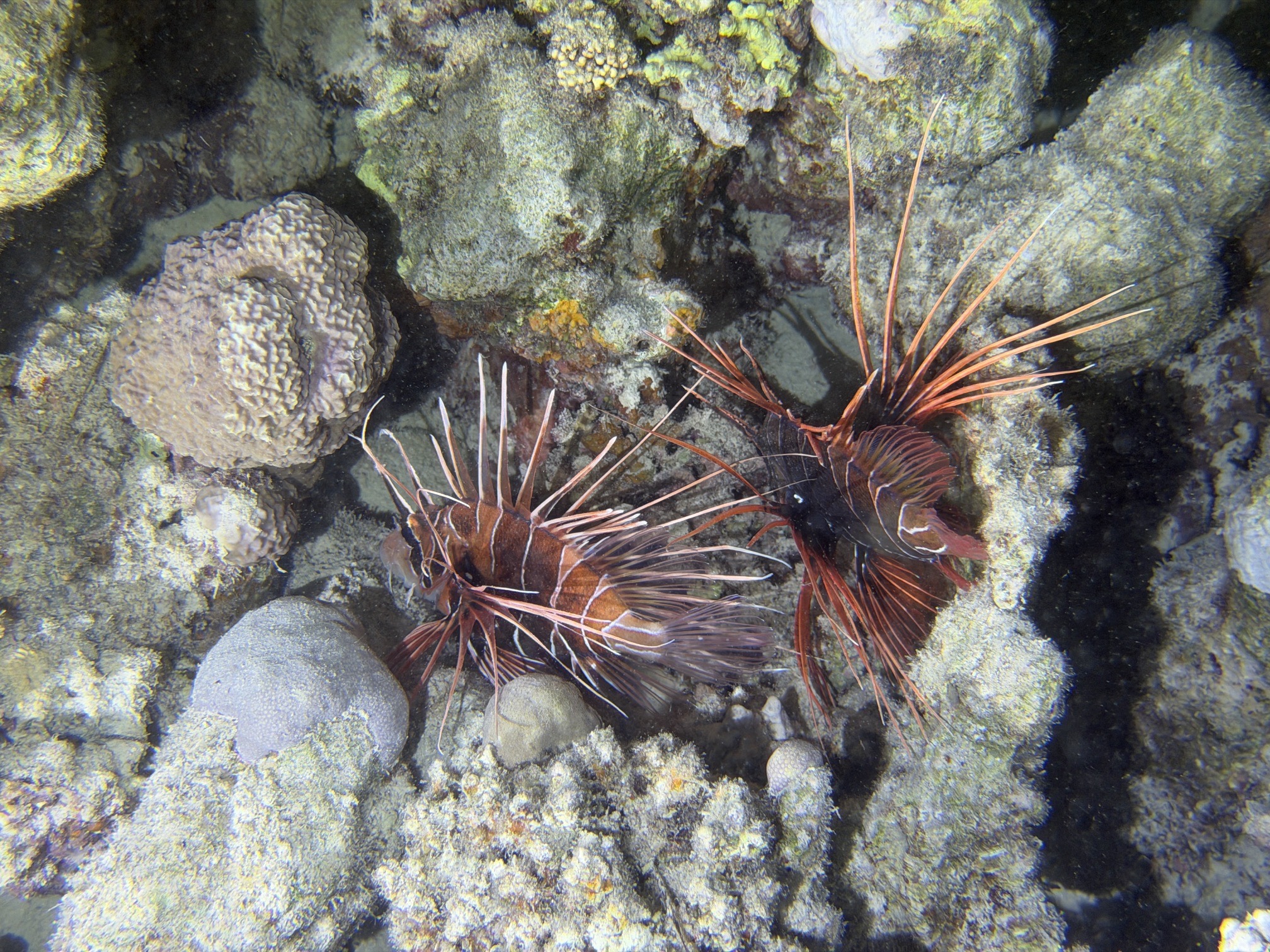 Marsa Shagra House Reef — dive photo