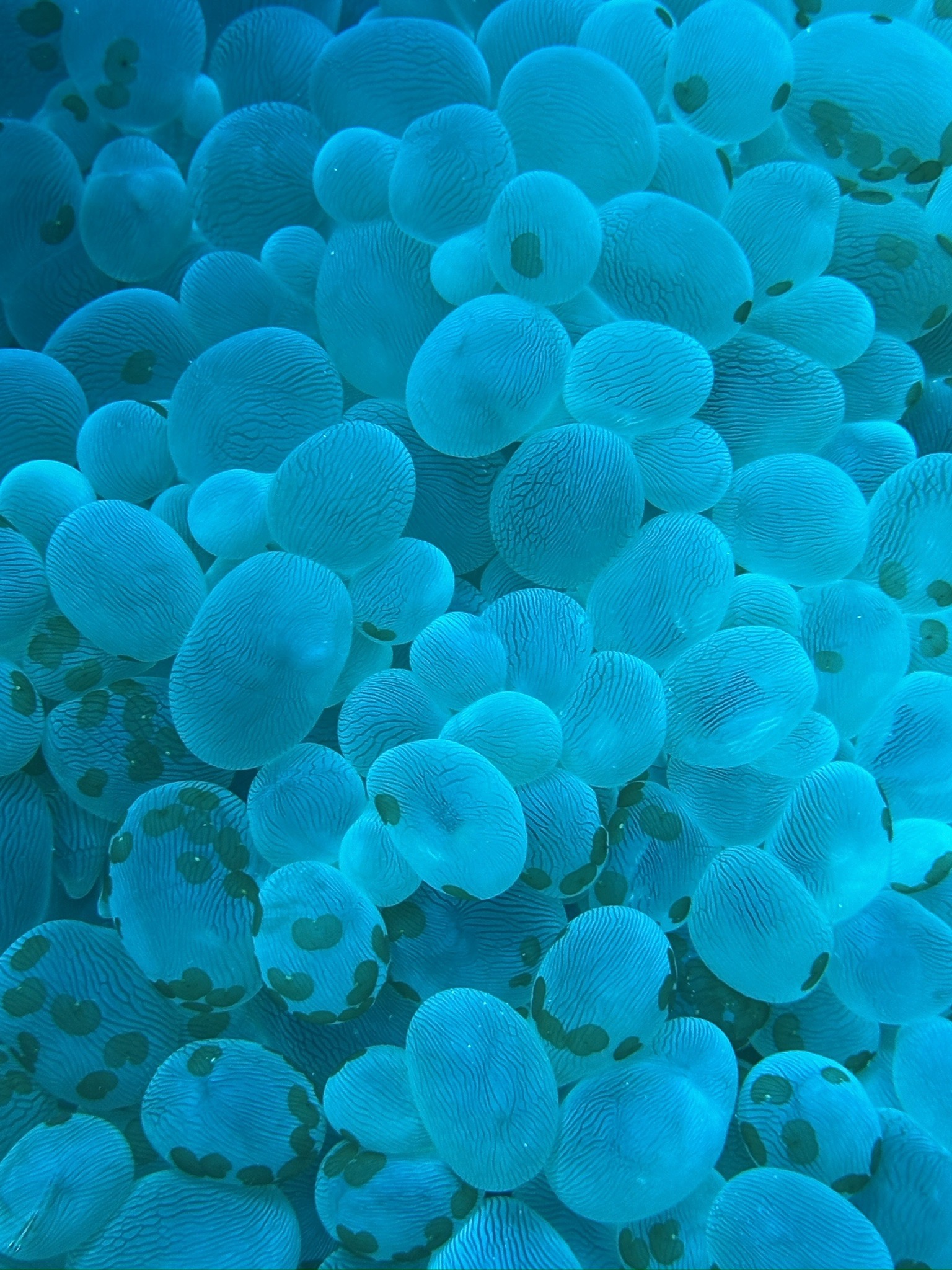 Royal Garden — dive photo