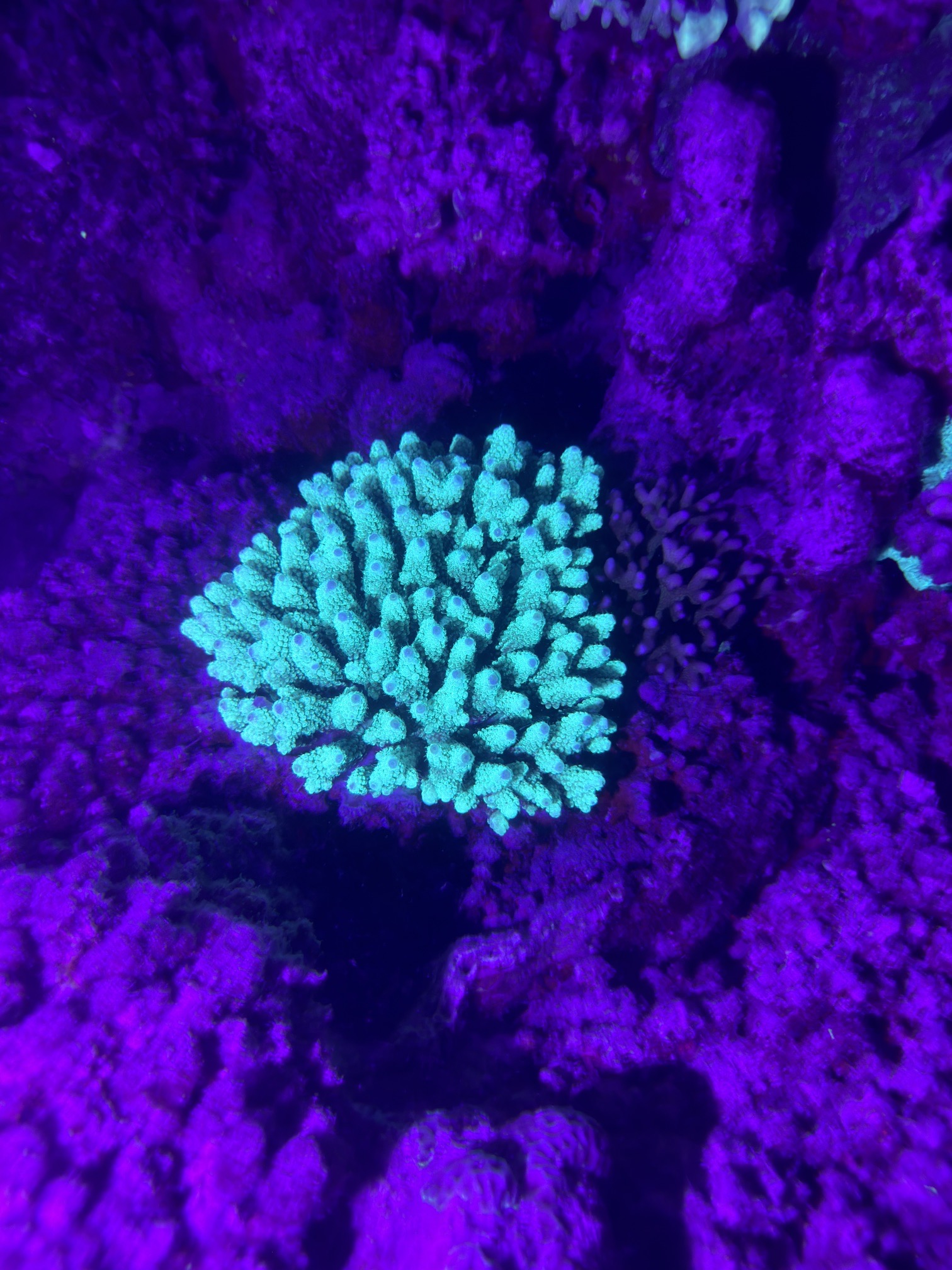 Marsa Shagra House Reef — dive photo by Daniele Ratti