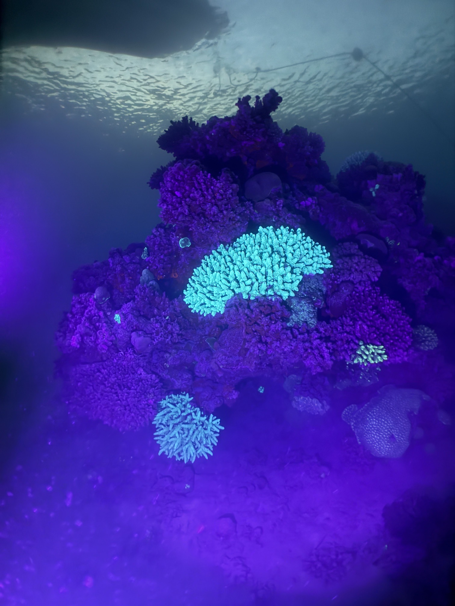 Marsa Shagra House Reef — dive photo by Daniele Ratti