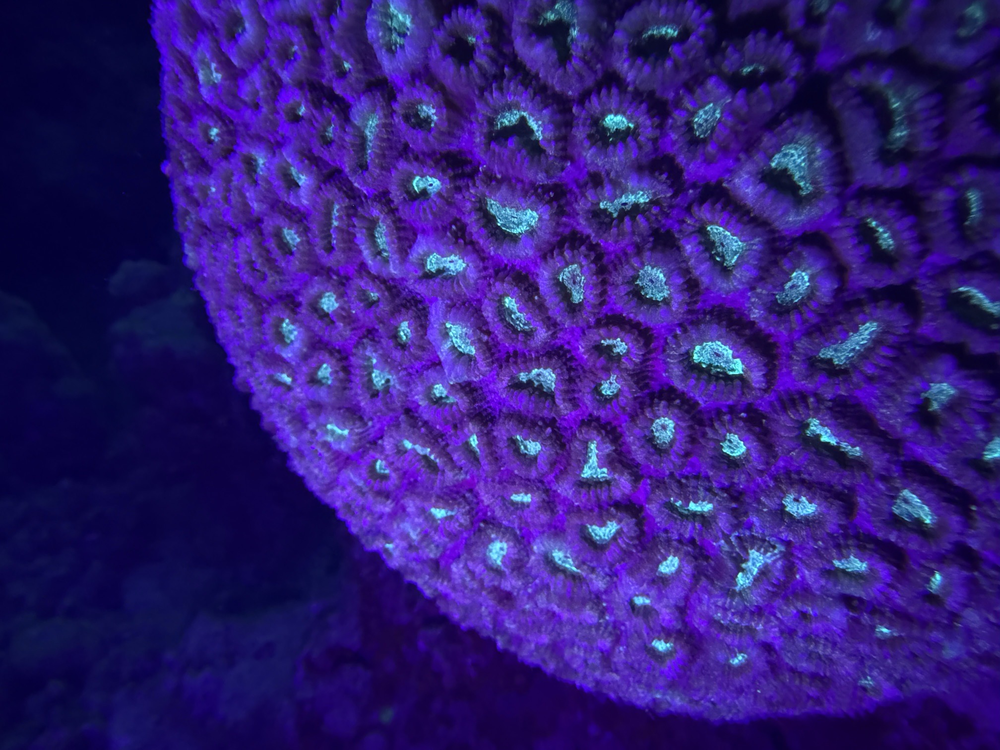 Gorgonia House Reef — dive photo by Daniele Ratti