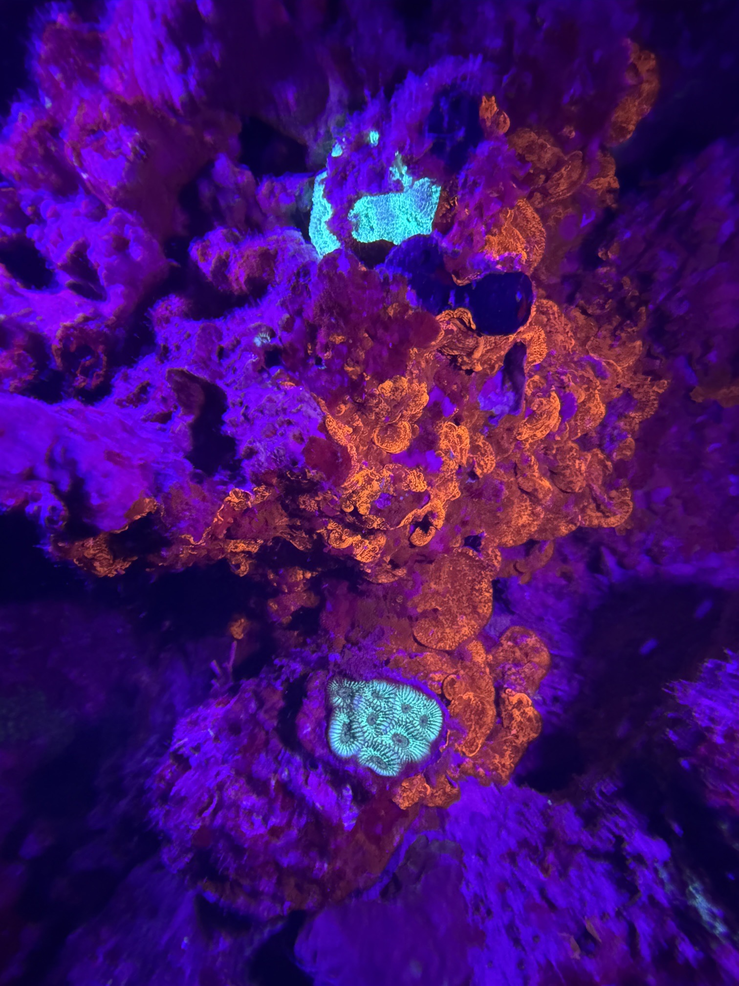Gorgonia House Reef — dive photo by Daniele Ratti