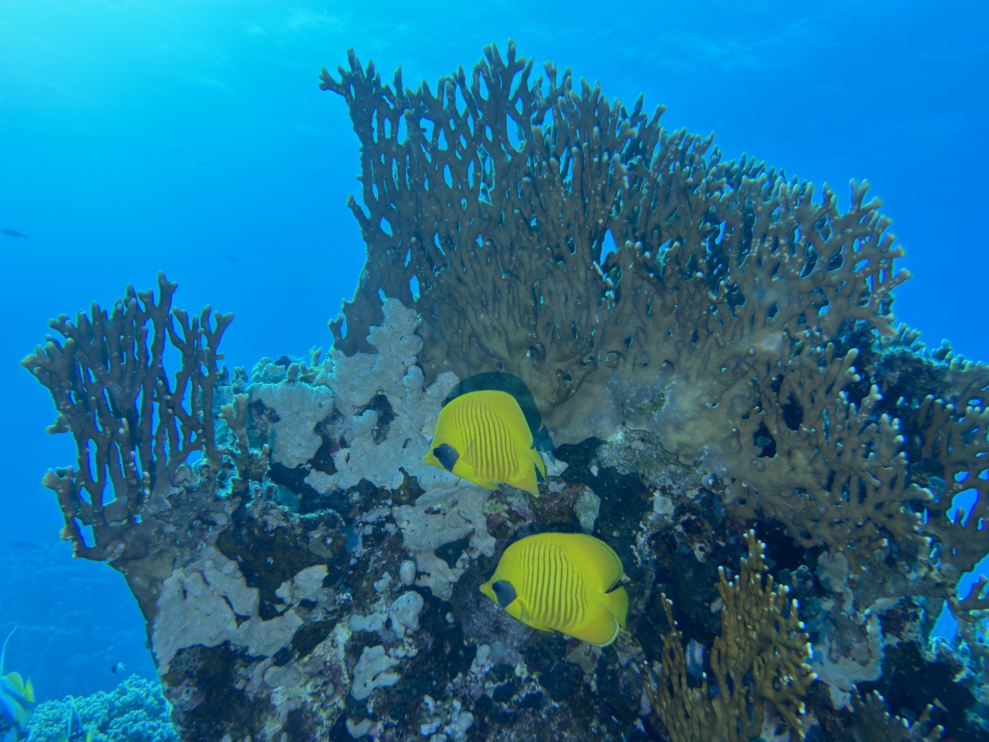Om halhalla — dive photo