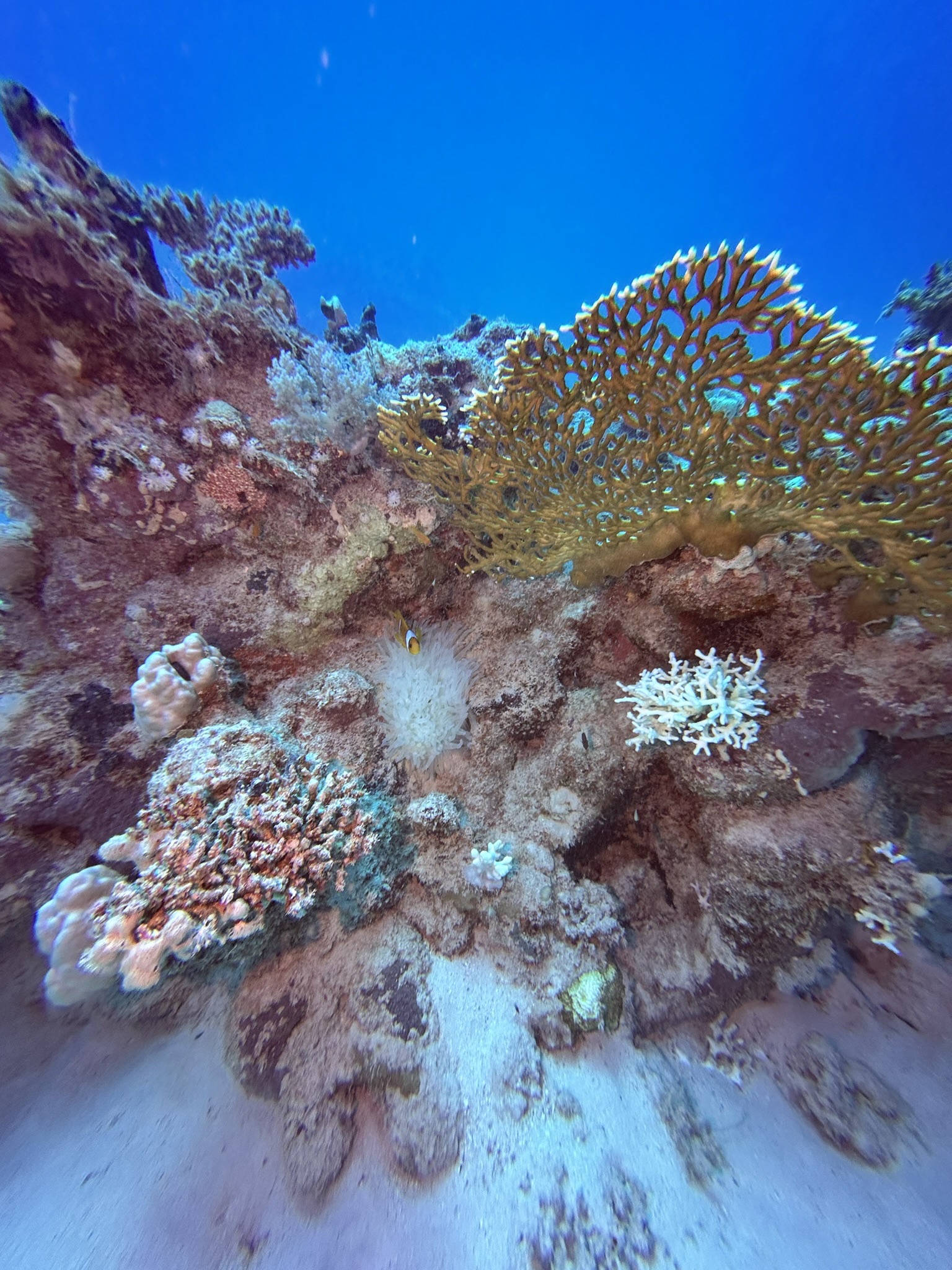 Marsa Shagra House Reef — dive photo by Daniele Ratti