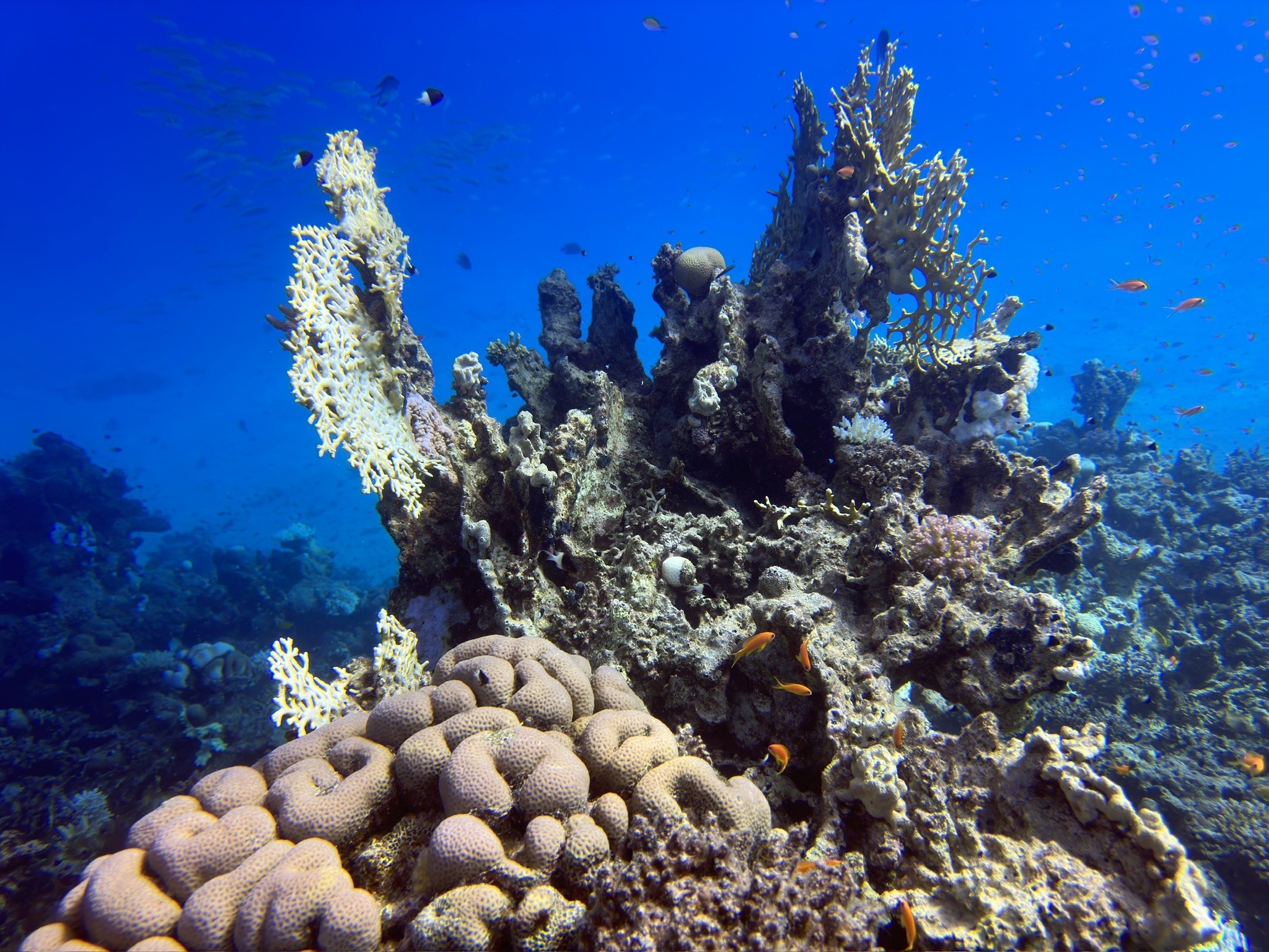 Marsa Mubarak — dive photo