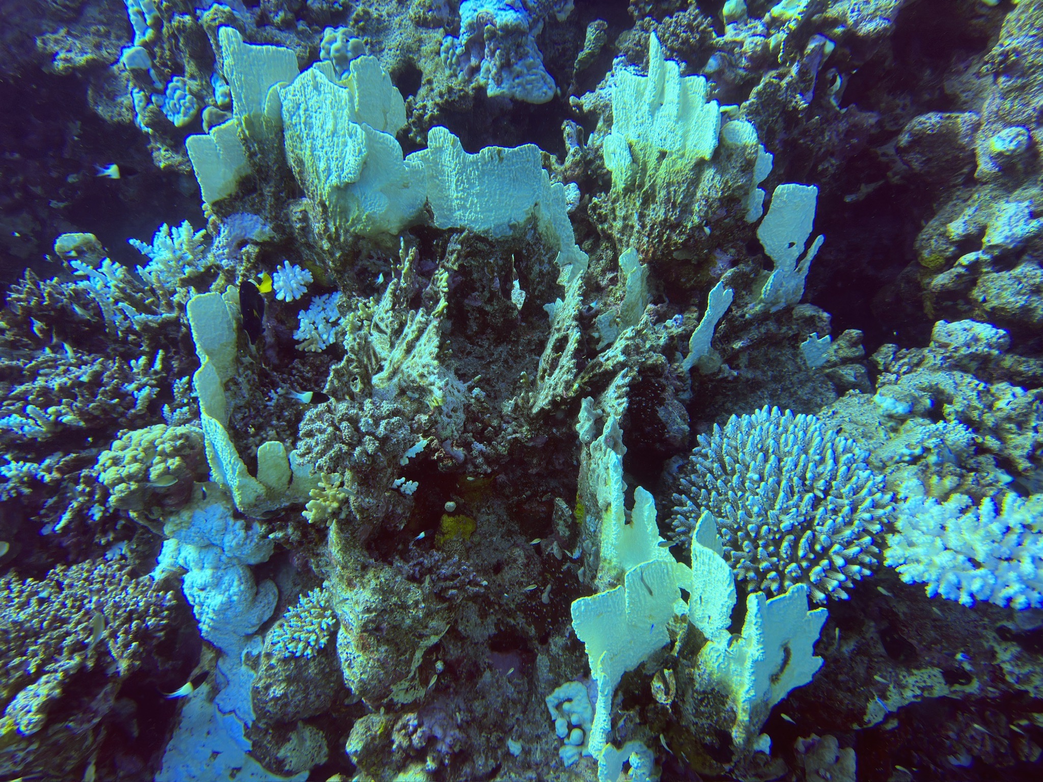 Om halhalla — dive photo