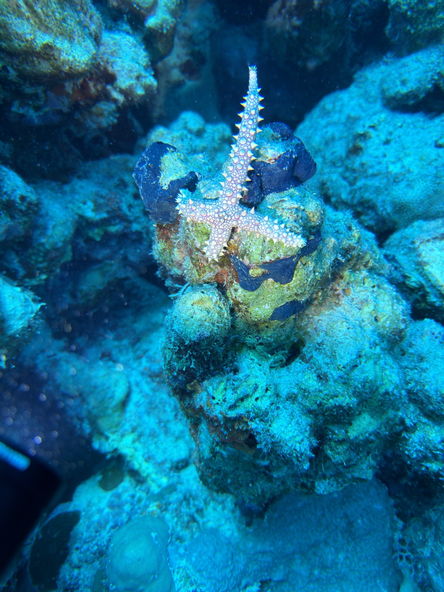 Gorgonia House Reef — dive photo