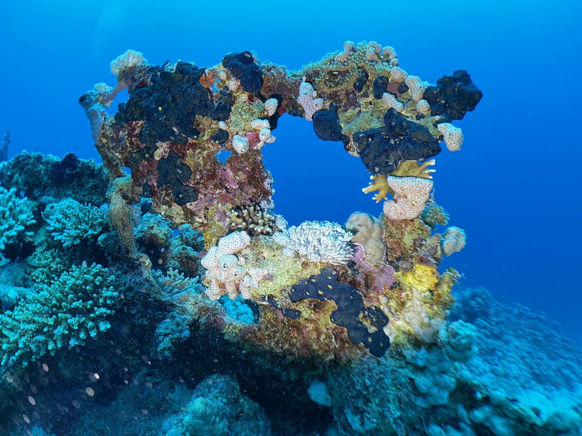 Marsa Shagra House Reef — dive photo by Daniele Ratti