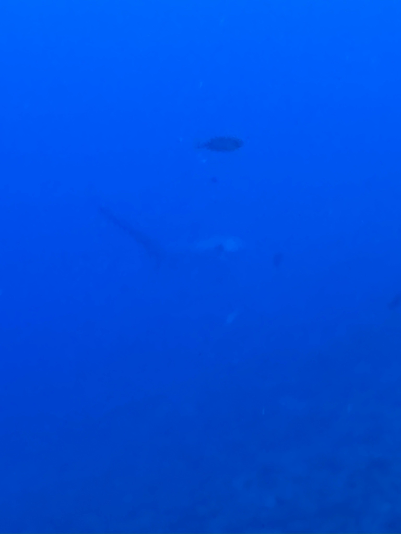 Kimud Shoal — dive photo by Daniele Ratti