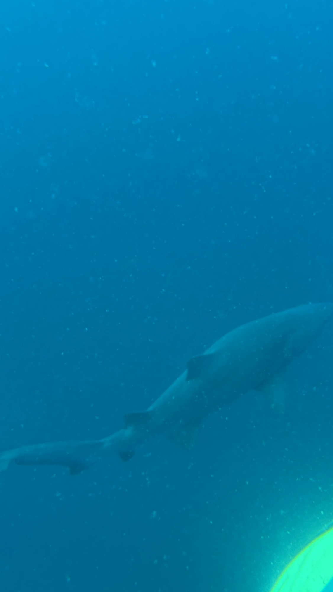The Hyde — dive photo by Nika Spoormaker