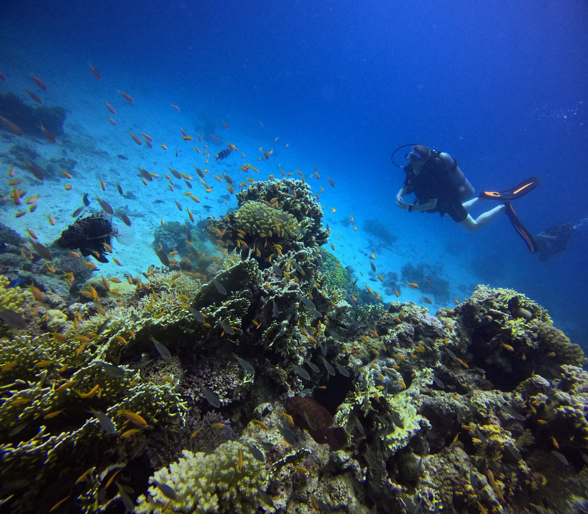 El Fanadir, South — dive photo by @amelie.lefevre