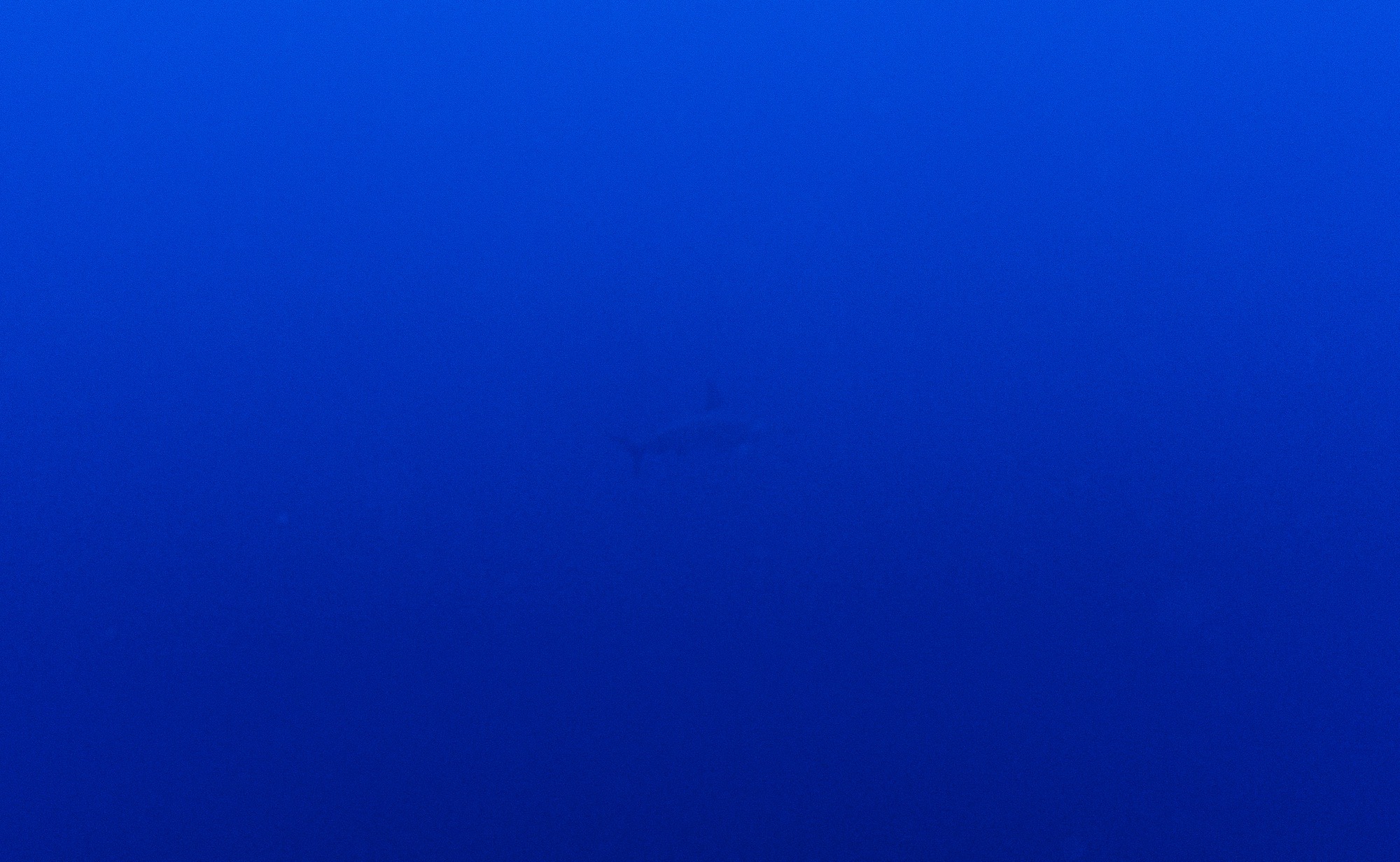 Elphinstone North — dive photo