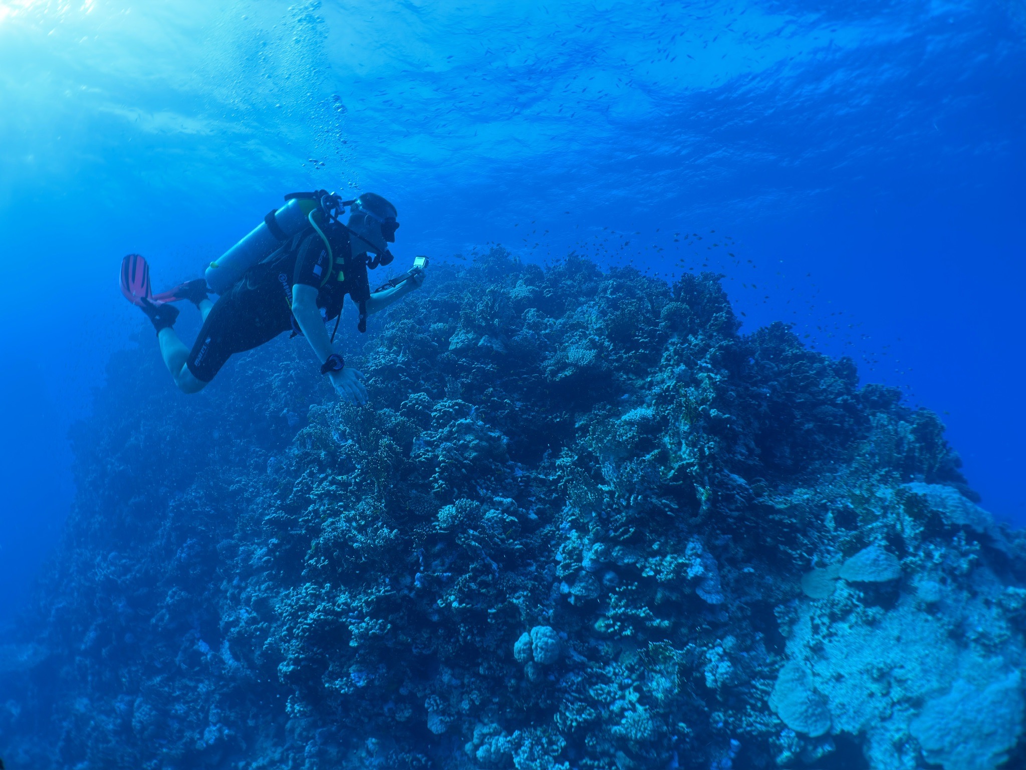 Morning dive at Red Sea — dive photo by Luca Micheli