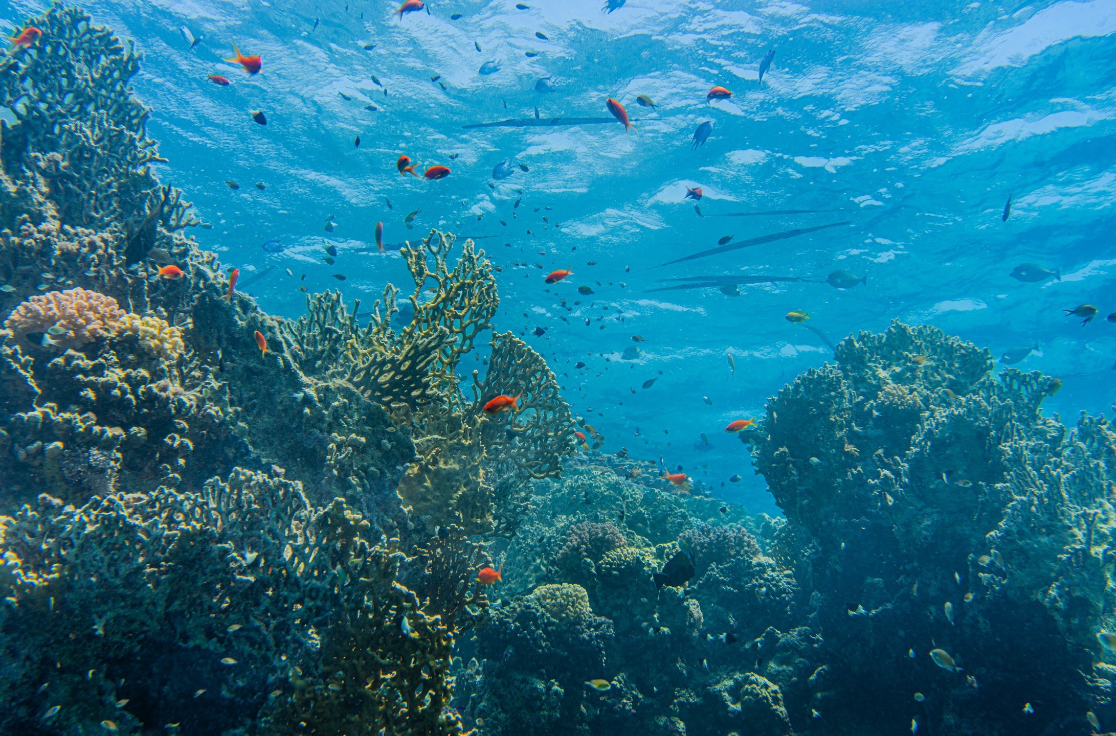 Marsa Shagra House Reef — dive photo by Luca Micheli