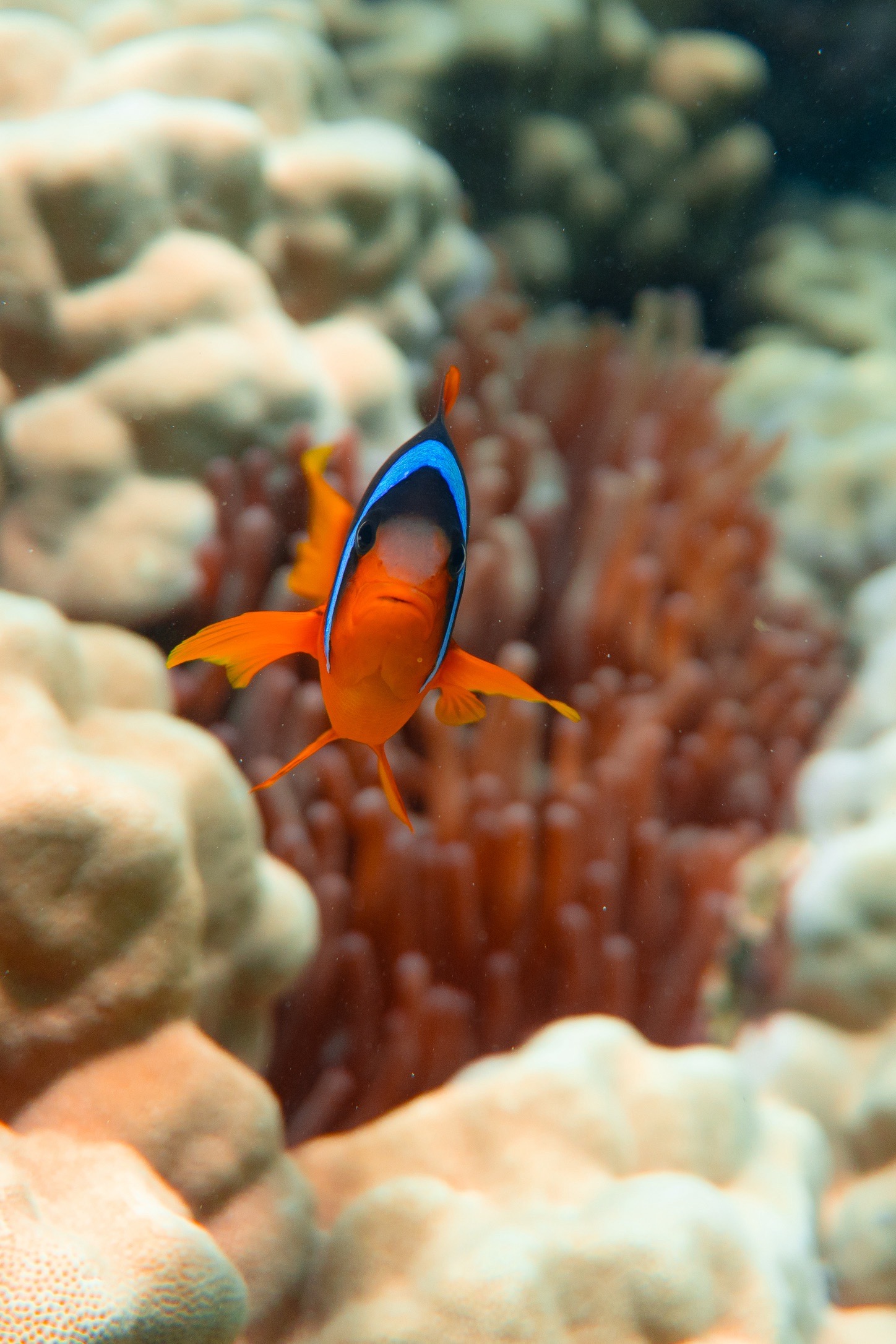 Free dive at Red Sea — dive photo by Luca Micheli