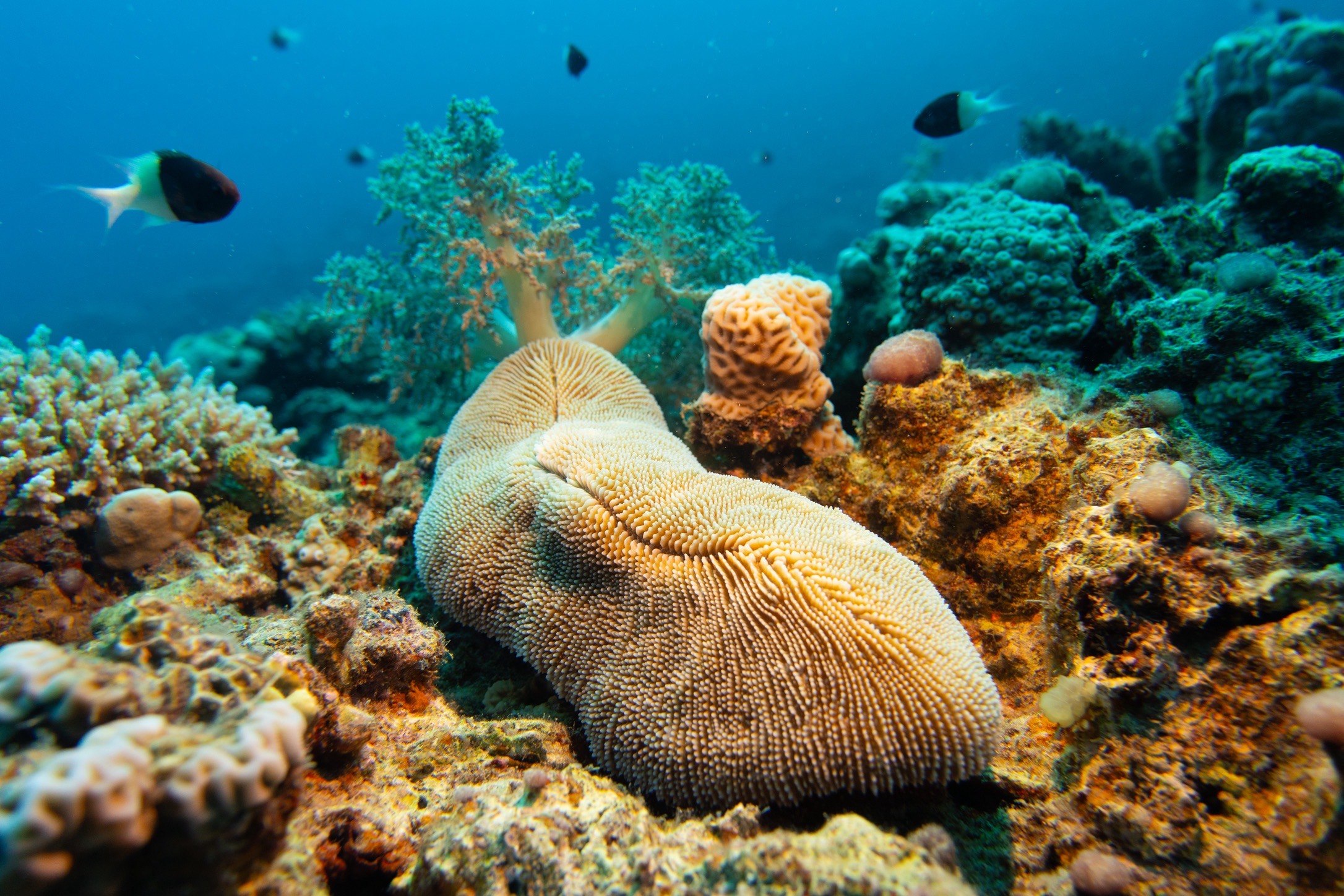 Wadi El Gemal — dive photo by Luca Micheli