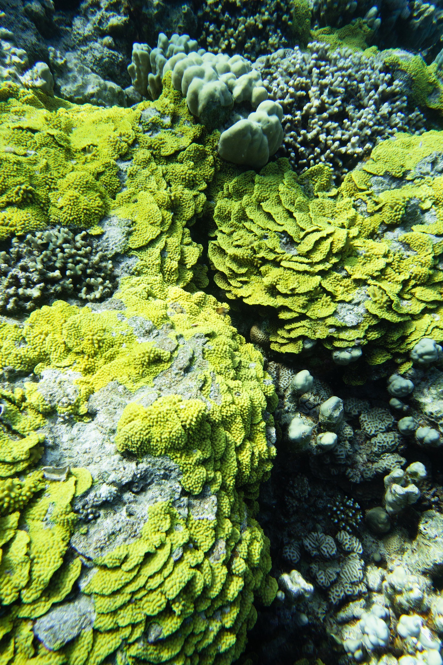 The Breakers House Reef South, Soma Bay — dive photo by Luca Micheli