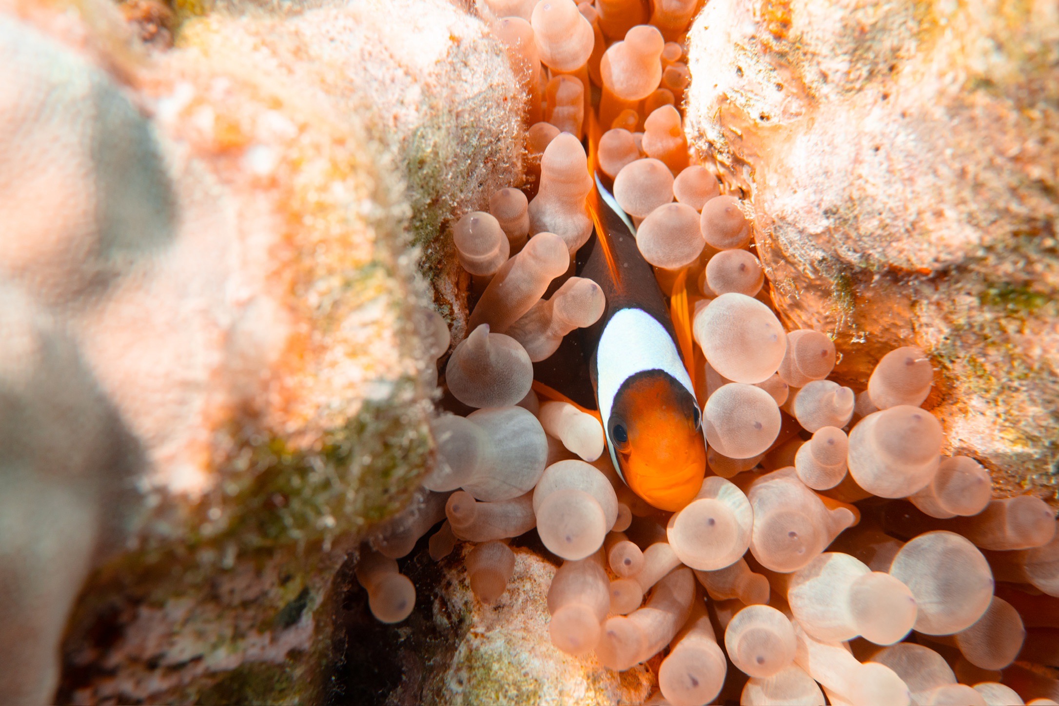 The Breakers House Reef South, Soma Bay — dive photo by Luca Micheli