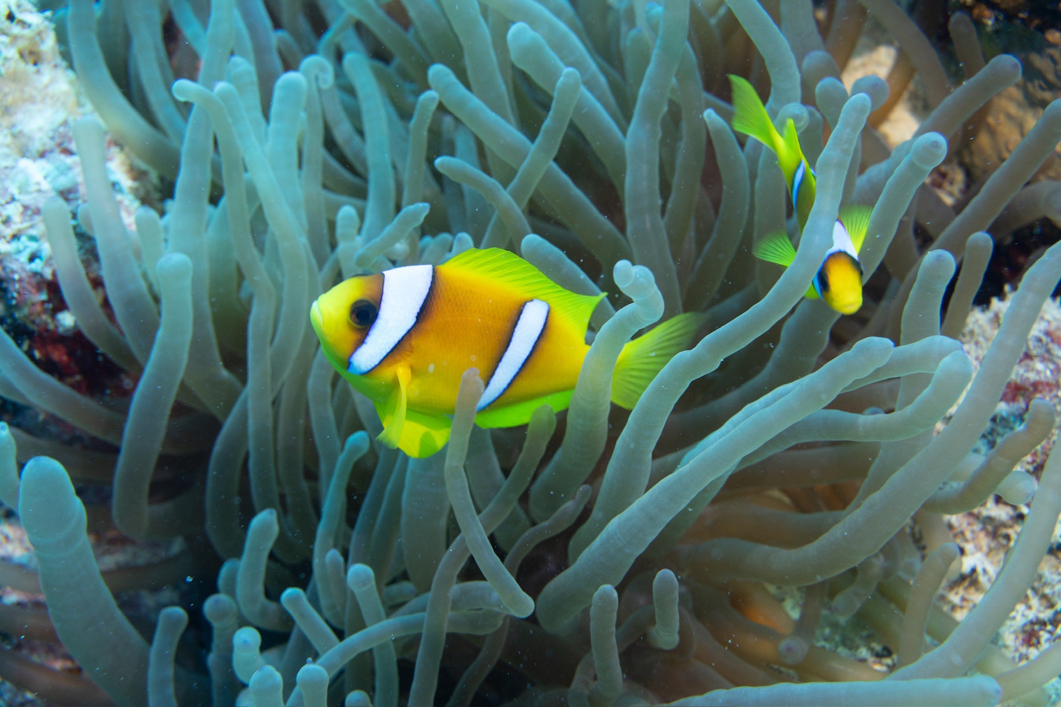 Marsa Shagra House Reef — dive photo by Luca Micheli