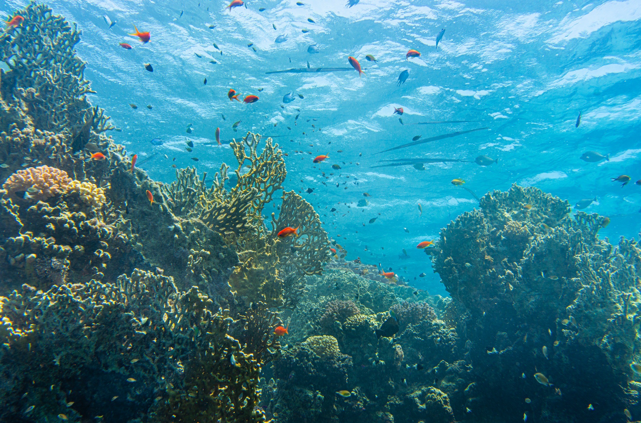 Marsa Shagra House Reef — dive photo by Luca Micheli