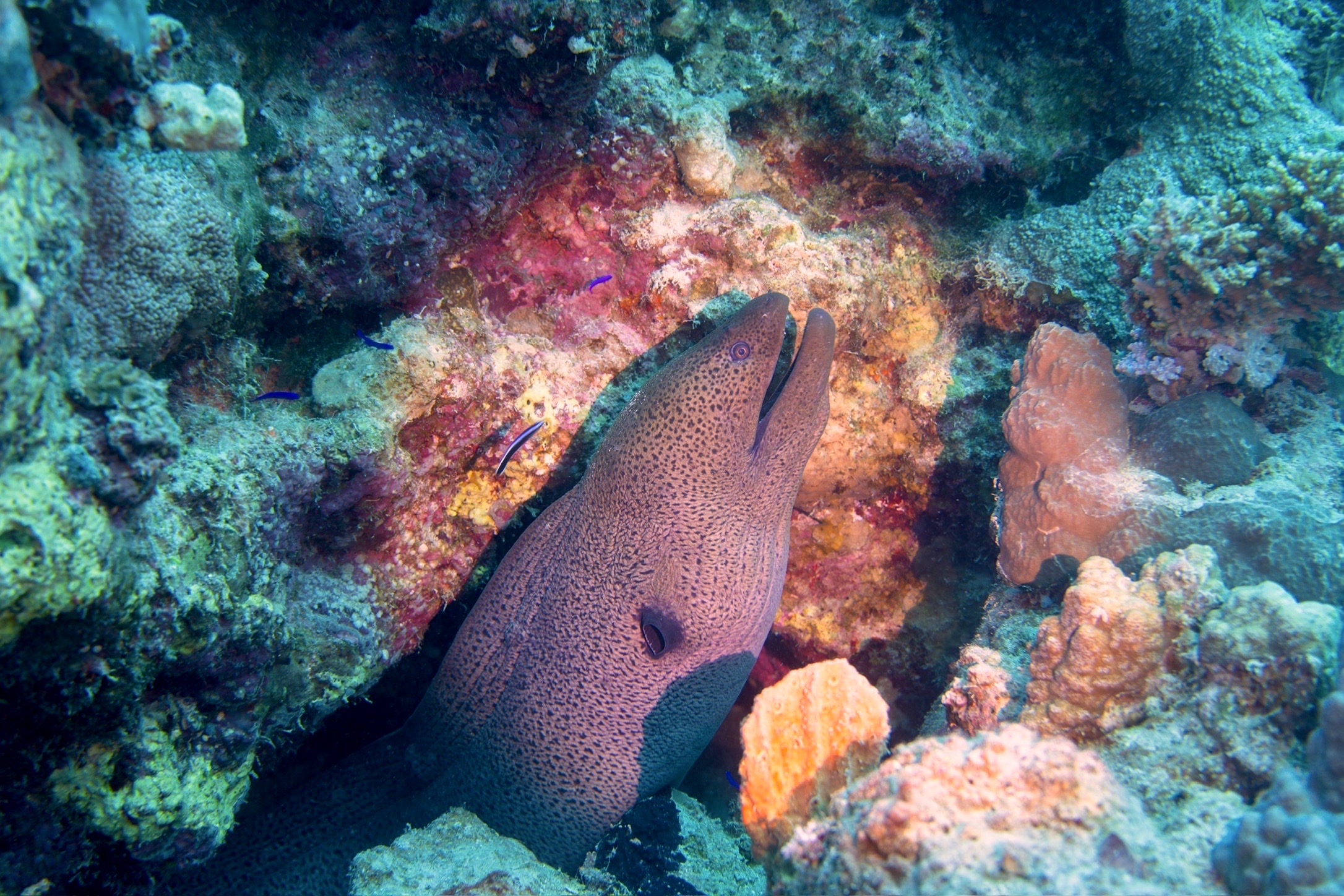 Marsa Shagra House Reef — dive photo by Luca Micheli