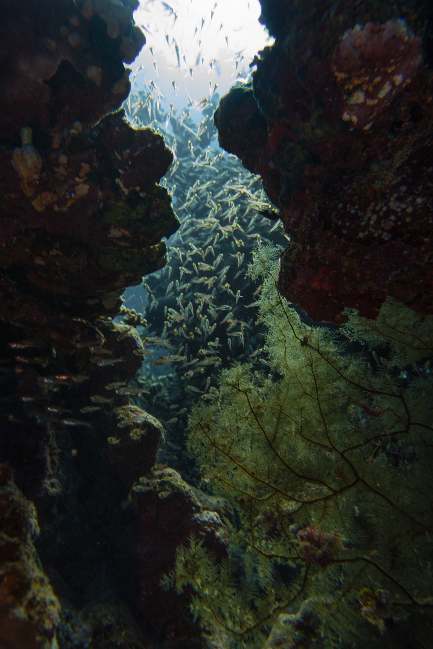 Wadi El Gimal Diving — dive photo by Luca Micheli