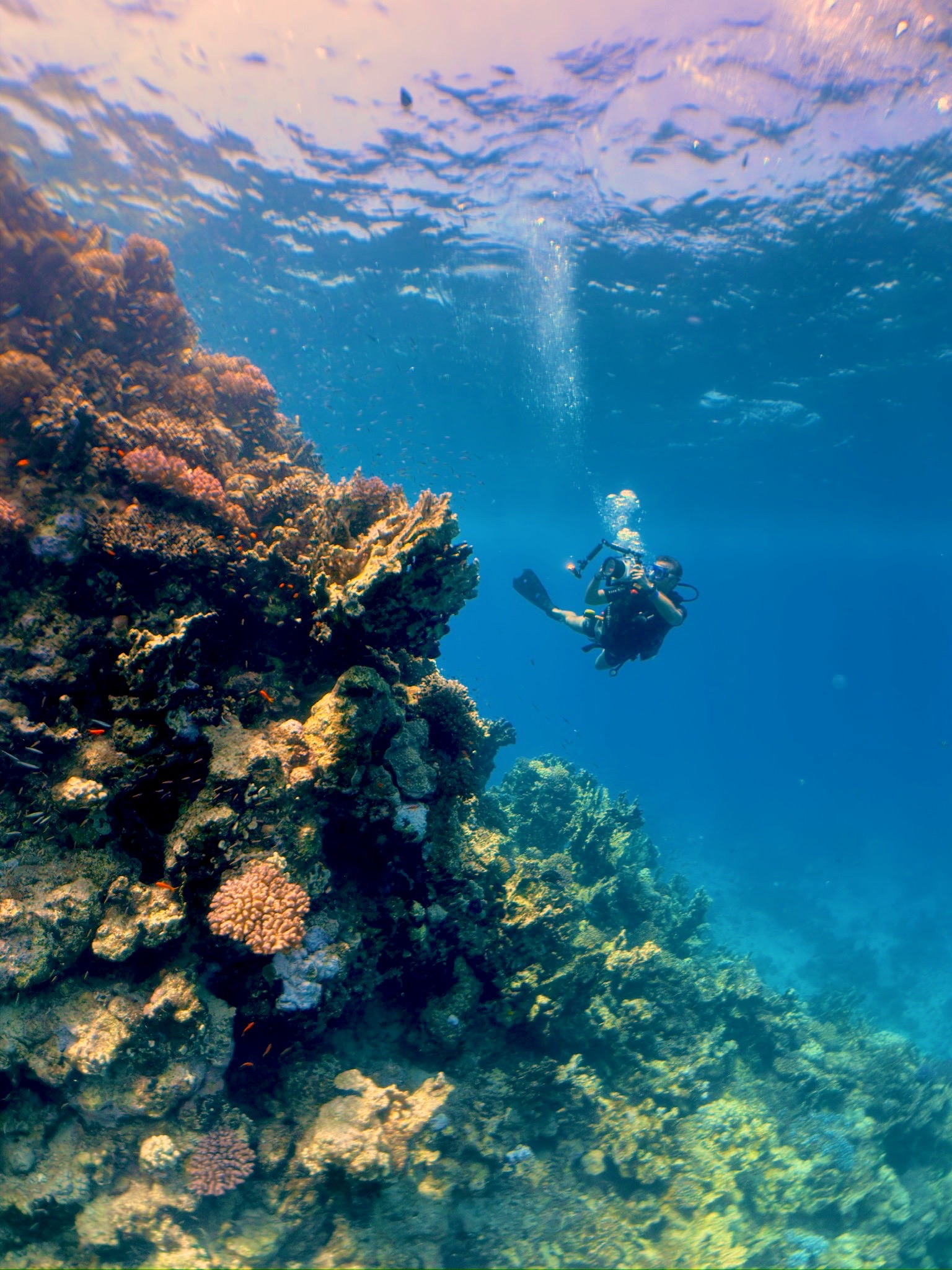 Wadi El Gimal Diving — dive photo by Luca Micheli