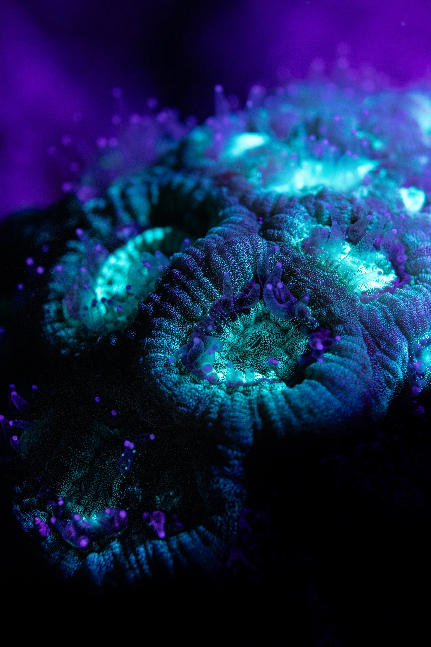 Gorgonia House reef — dive photo by Luca Micheli