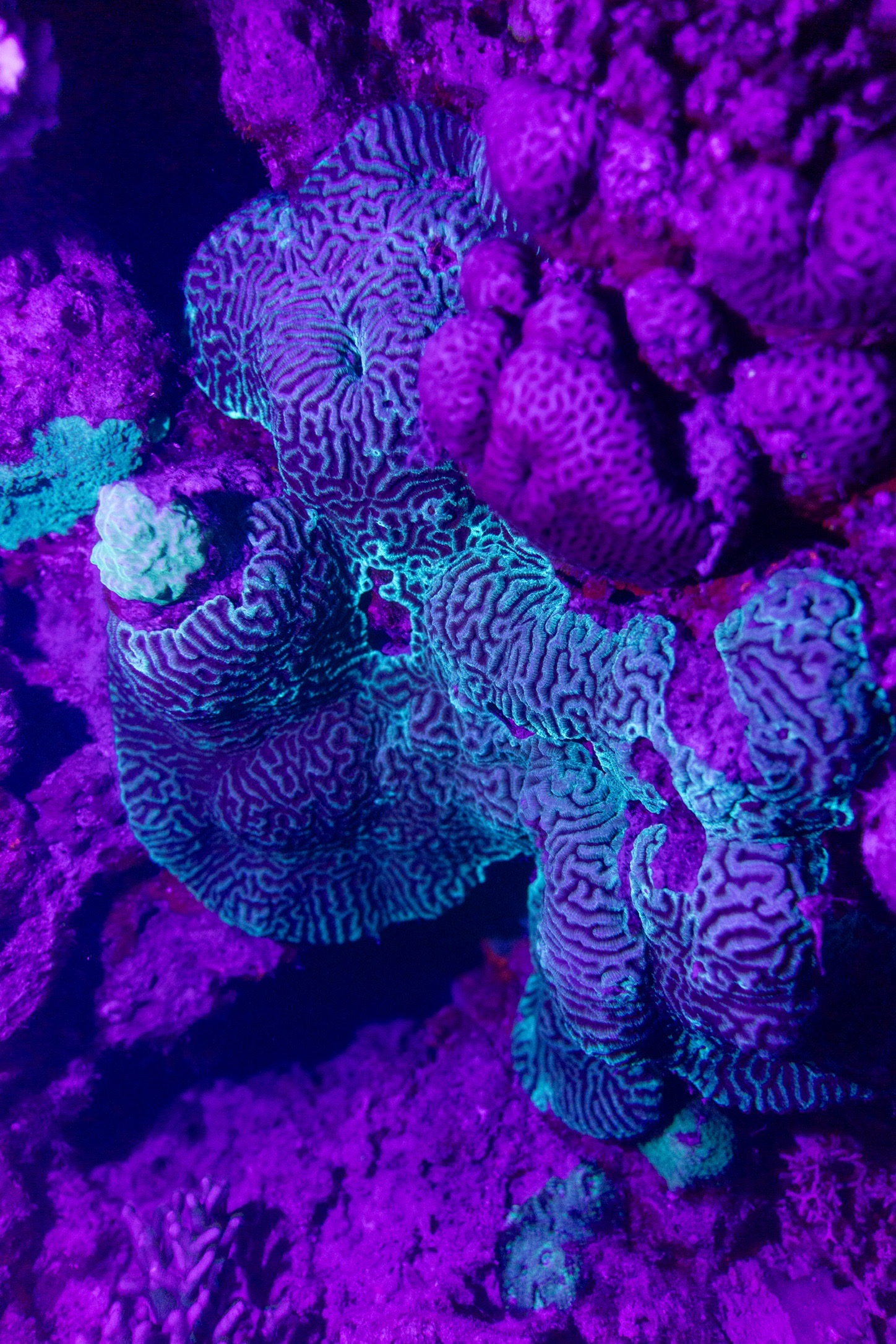Marsa Shagra House Reef — dive photo by Luca Micheli