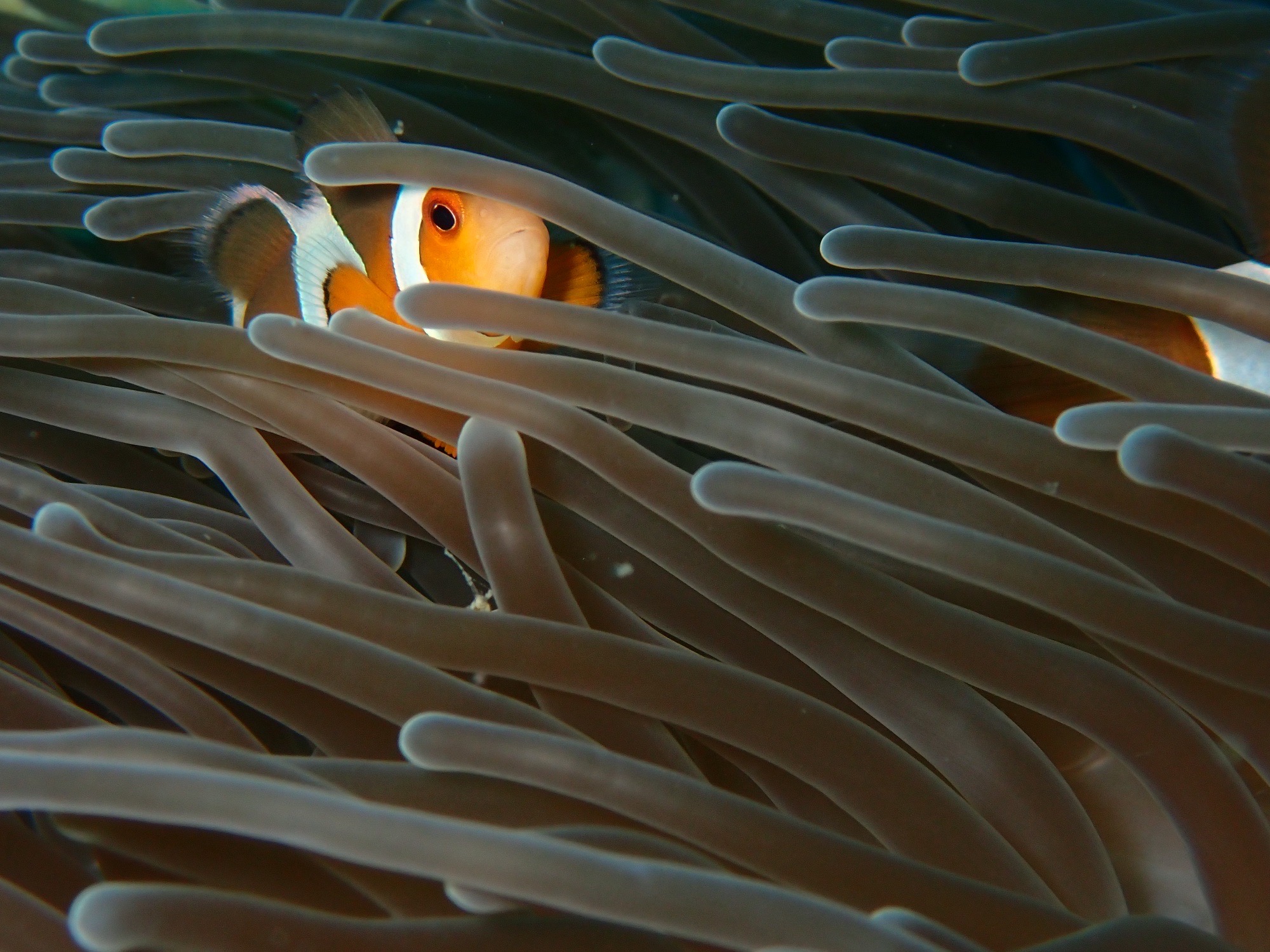 Koh Bida Nok — dive photo by Rachel Green