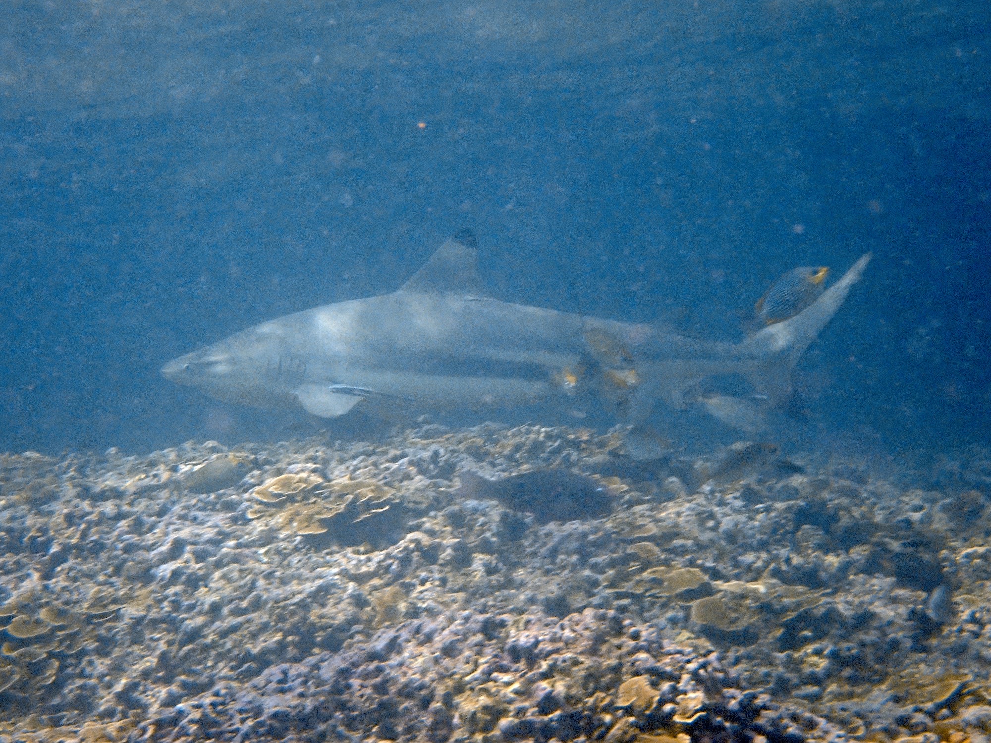 Shark Point (Hin Bida) — dive photo by Rachel Green