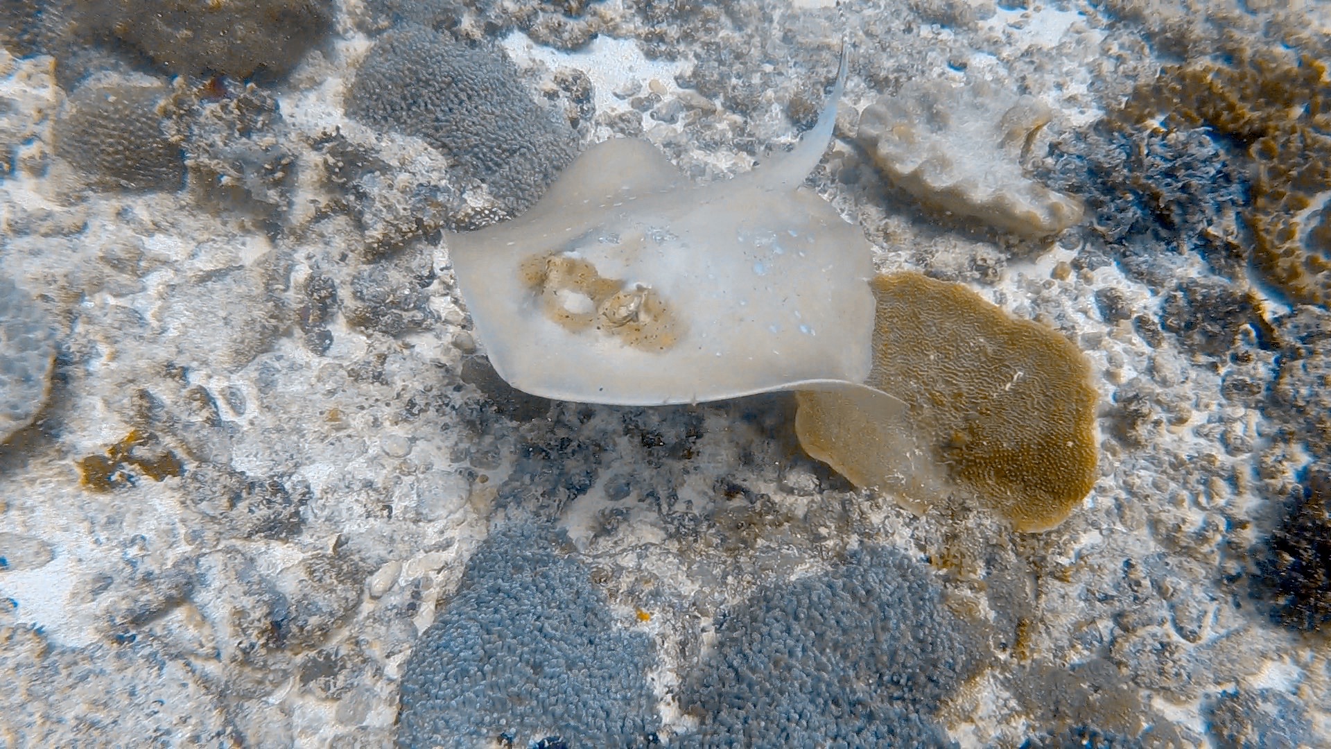 Manta Point — dive photo by Rachel Green