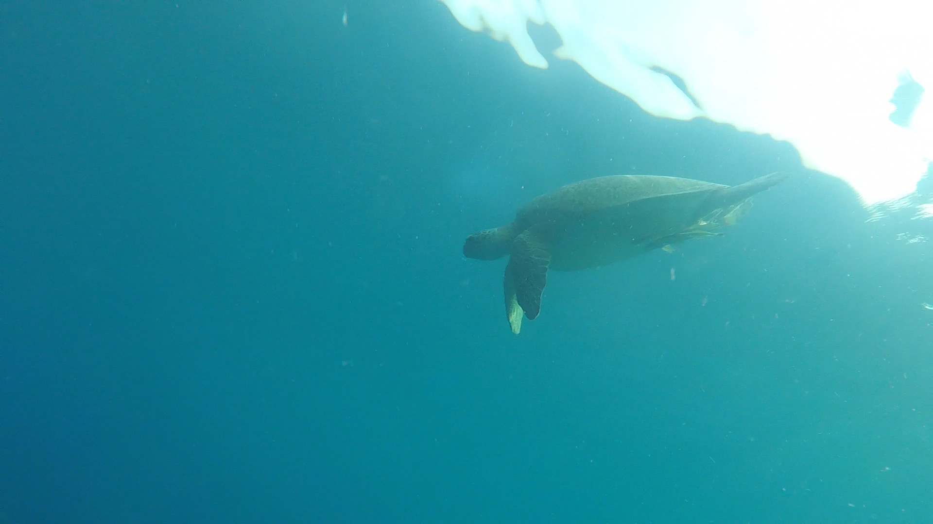 Hidden Reef — dive photo by Rachel Green