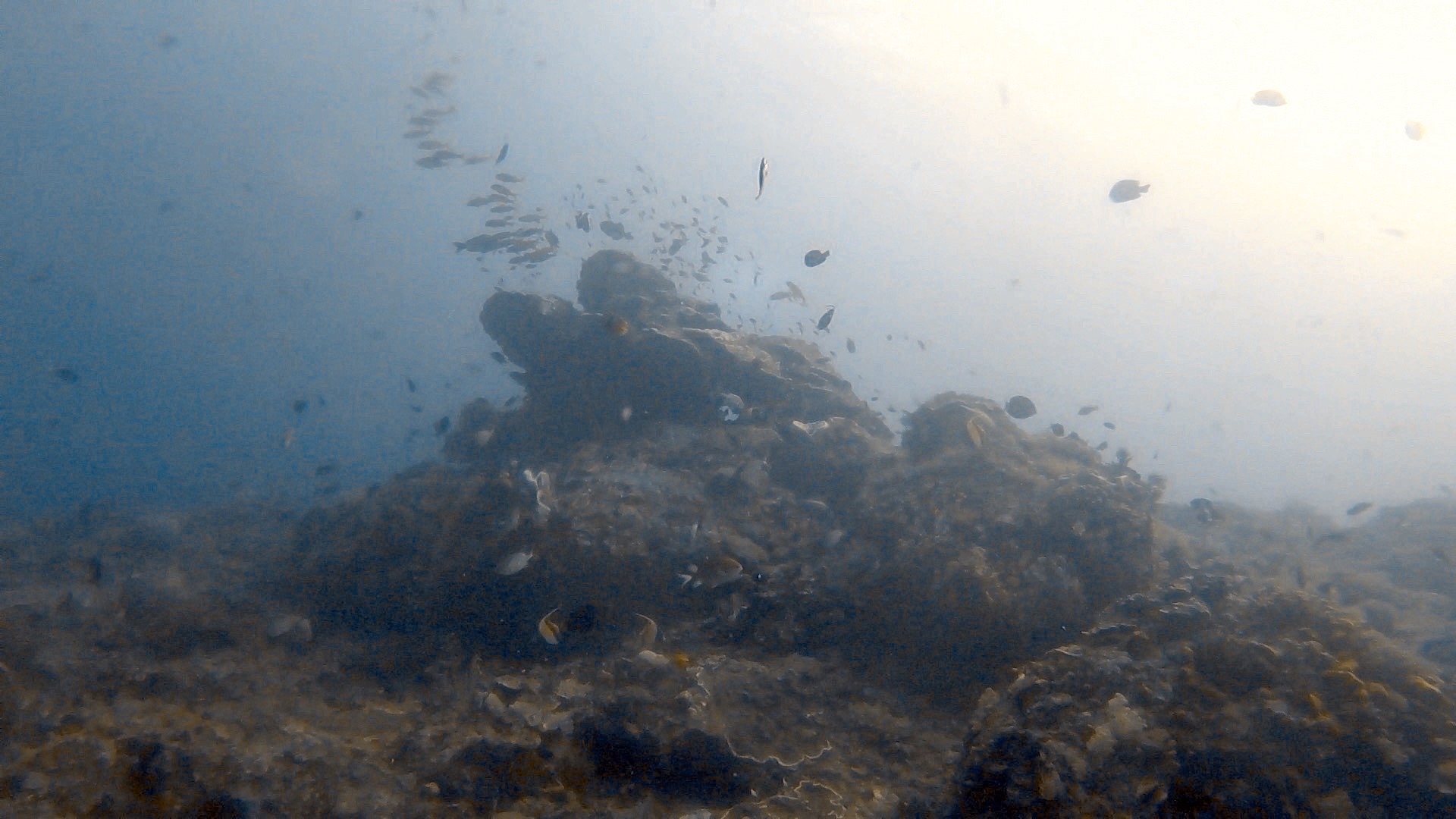 Crystal Bay, Nusa Penida — dive photo by Rachel Green