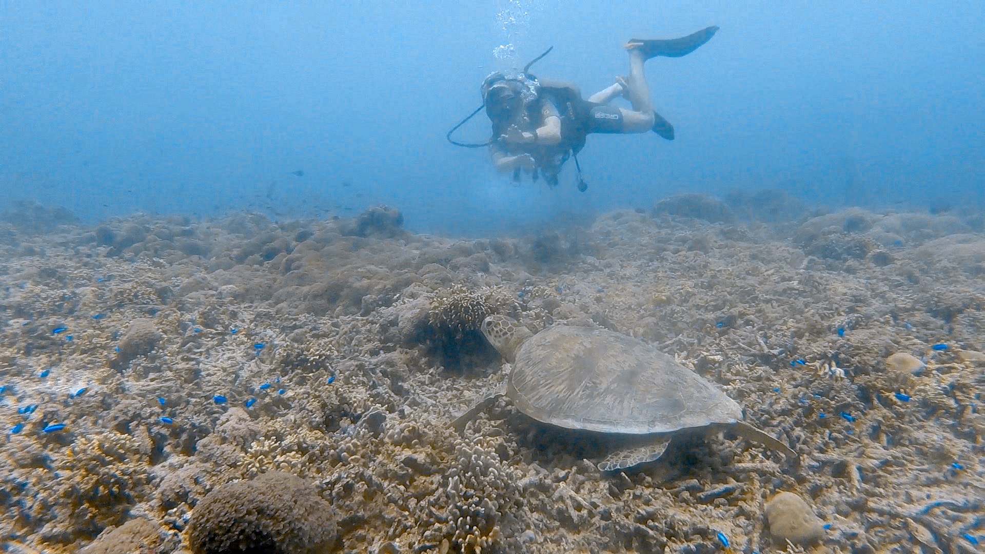 Halik, Gili Trawangan — dive photo by Rachel Green