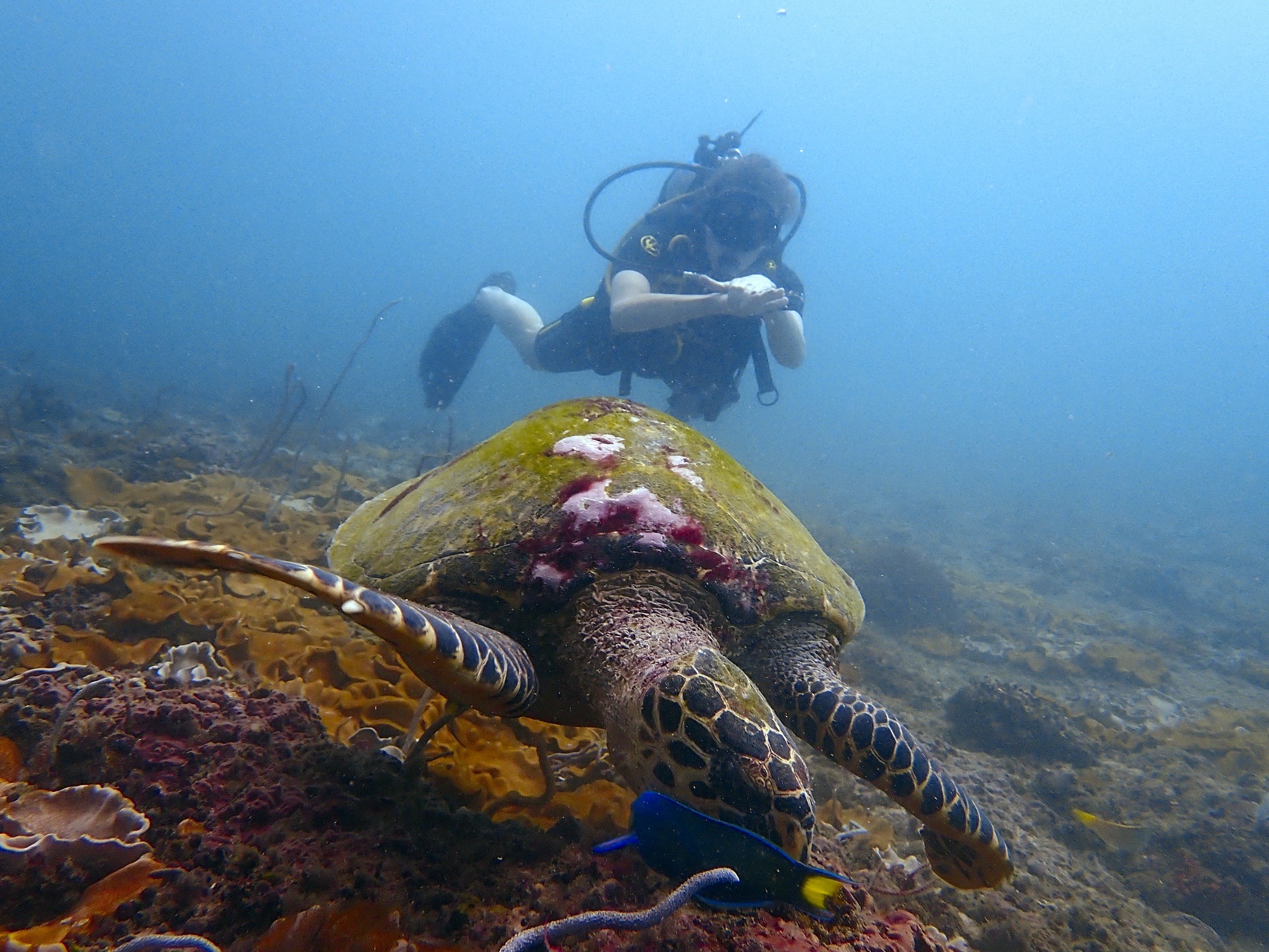 Malong Bay/Turtle Rock — dive photo by Rachel Green