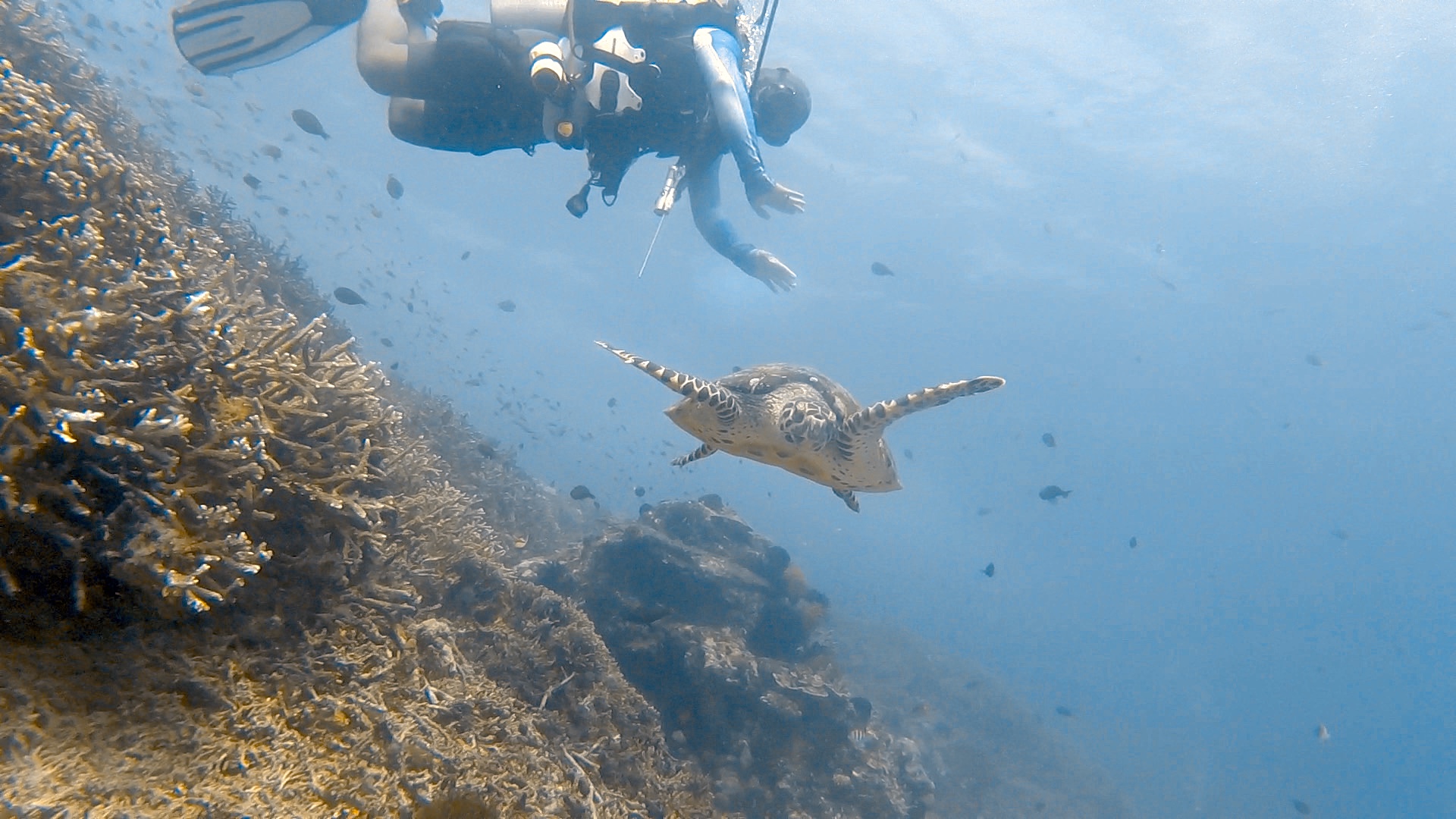 SD Point — dive photo by Rachel Green
