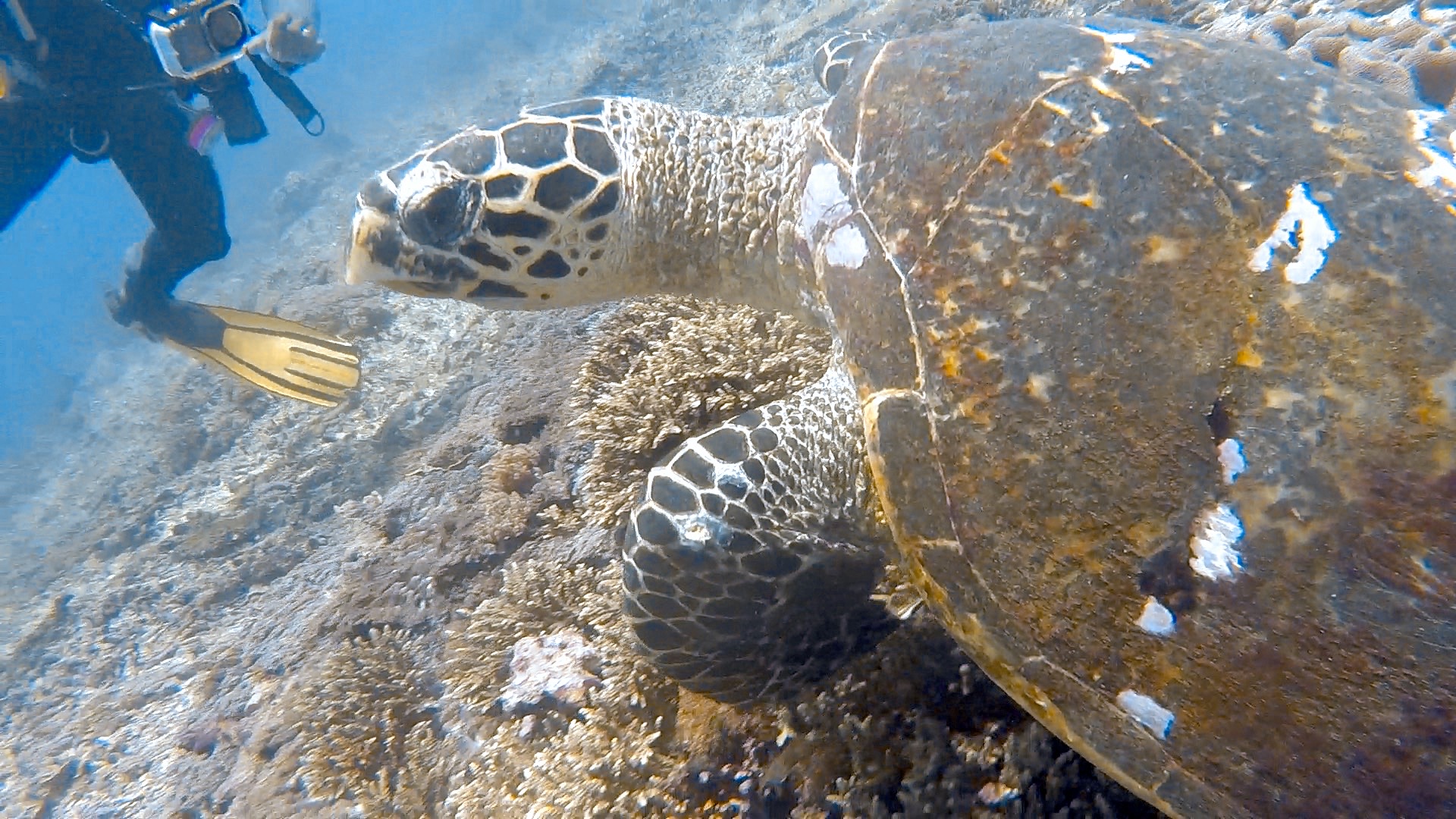 Crystal Bay, Nusa Penida — dive photo by Rachel Green