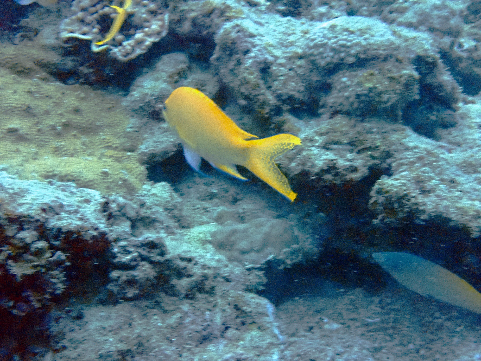 バーベル — dive photo by Harald Galda