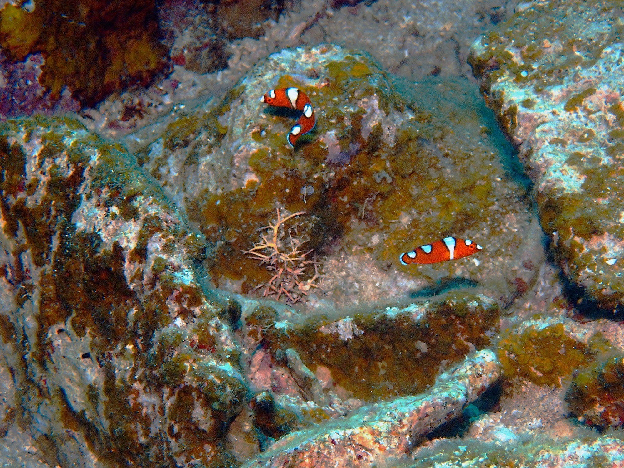 御神崎カスミの根 — dive photo by Harald Galda