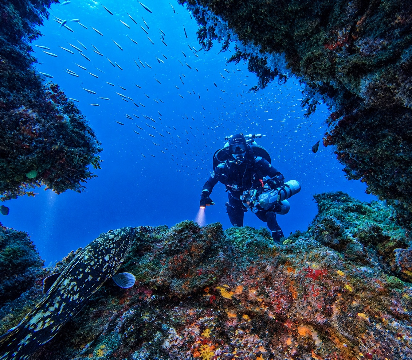 Morning dive — dive photo by @luca.moehlhenrich