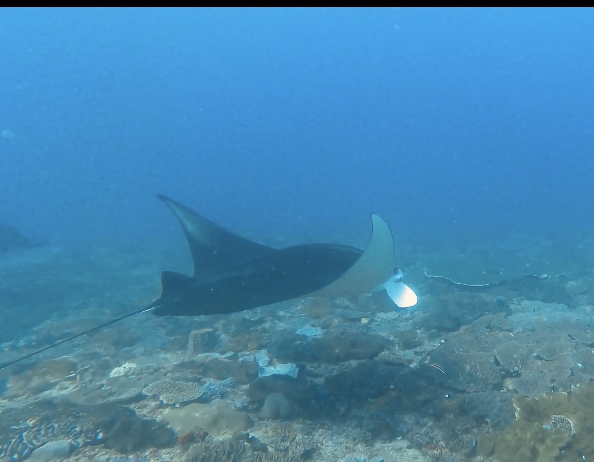 Manta Point — dive photo