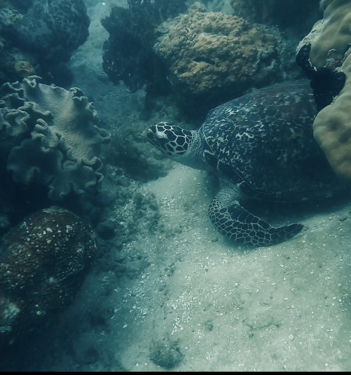 Karimunjava - Teka Garden — dive photo