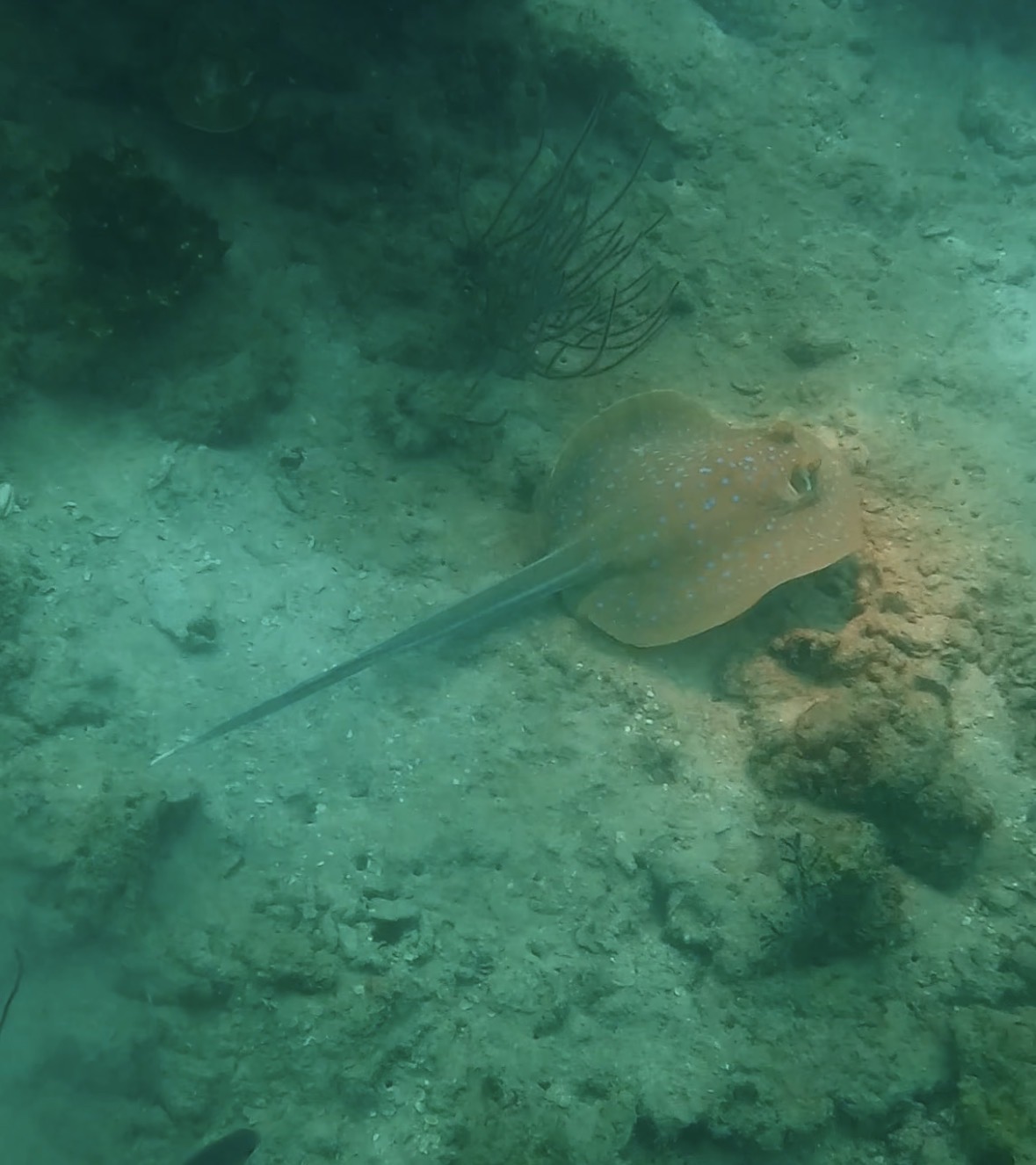 Karimunjava - Sintok Garden — dive photo by Sebastian Bleisteiner