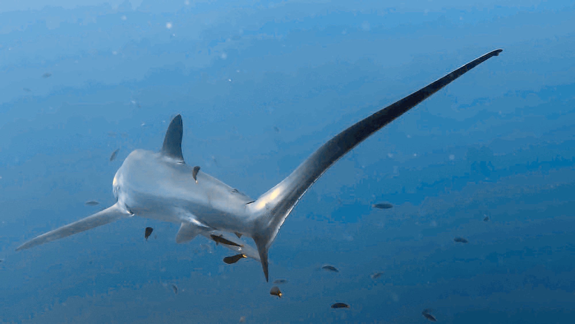 Kimud Shoal — dive photo by Carola Penati Limonta
