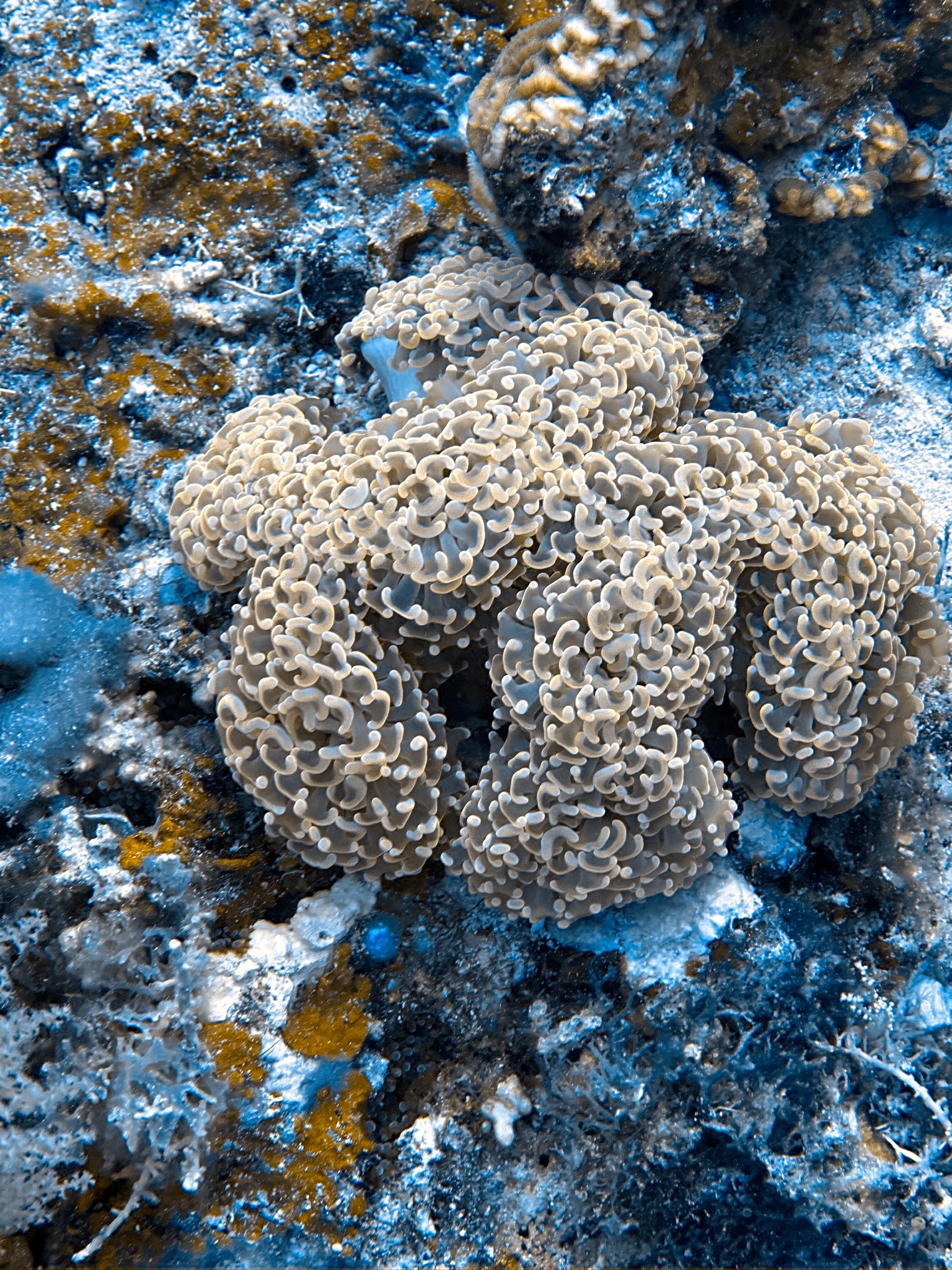 Kimud Shoal — dive photo by Carola Penati Limonta