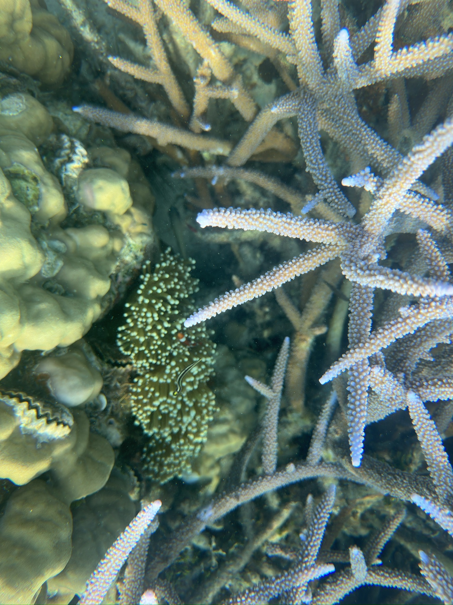 Punta Manara — dive photo by Carola Penati Limonta