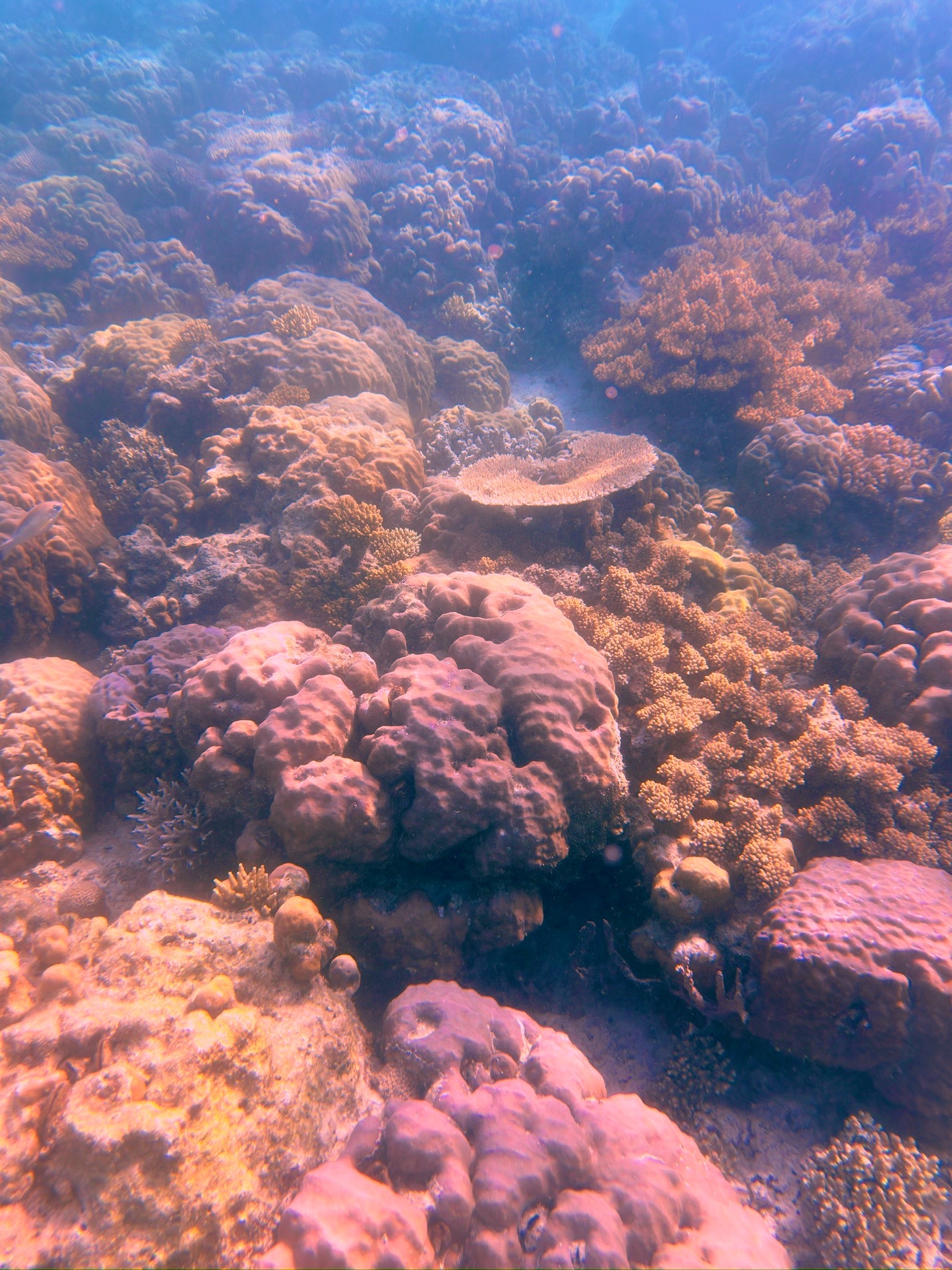 Punta Manara — dive photo by Carola Penati Limonta